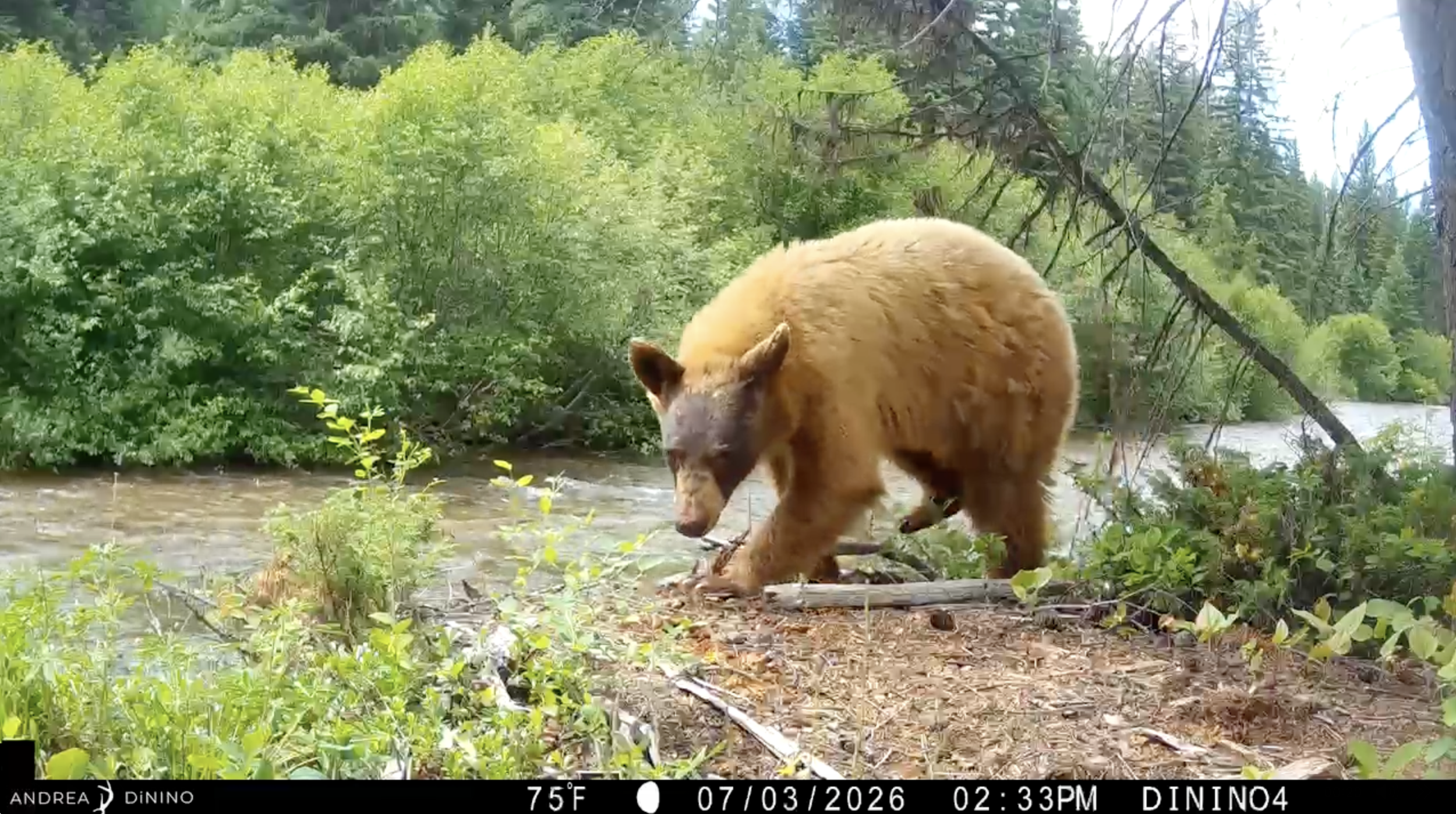 “Where the Wild Things Are”Trail Cam Movie Night at The Bigfork Theater
