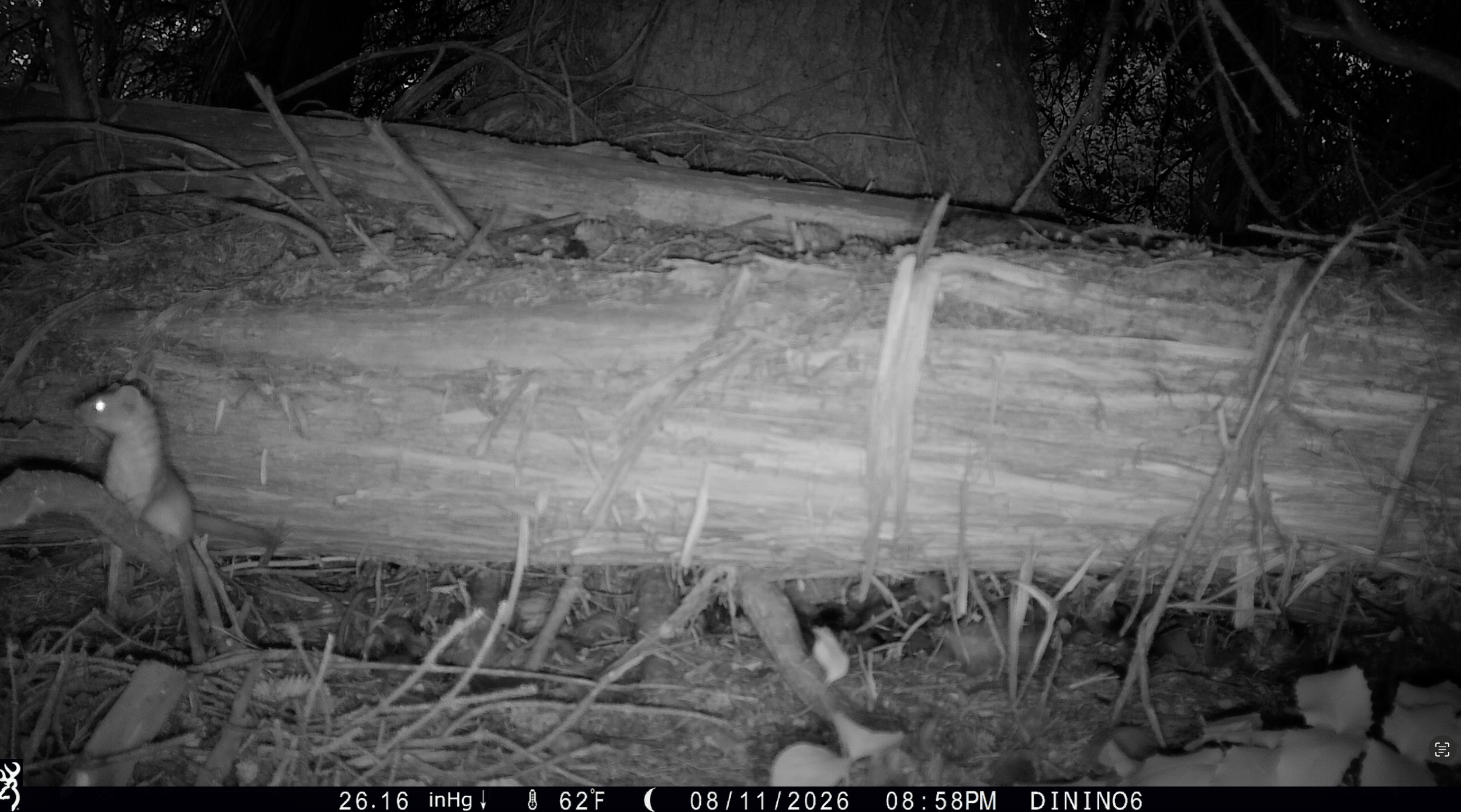 "Where the Wild Things Are" Trail Camera Movie Night at The Roxy Theater