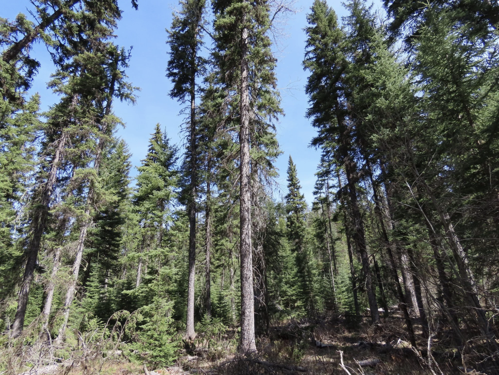 Quill Pig Project Public Tour with USFS