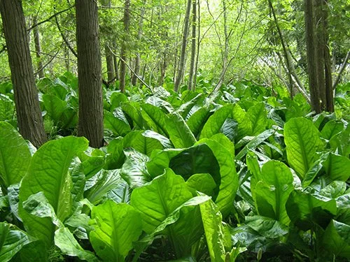 Community Potluck & Presentation: Peatlands of the Flathead Region