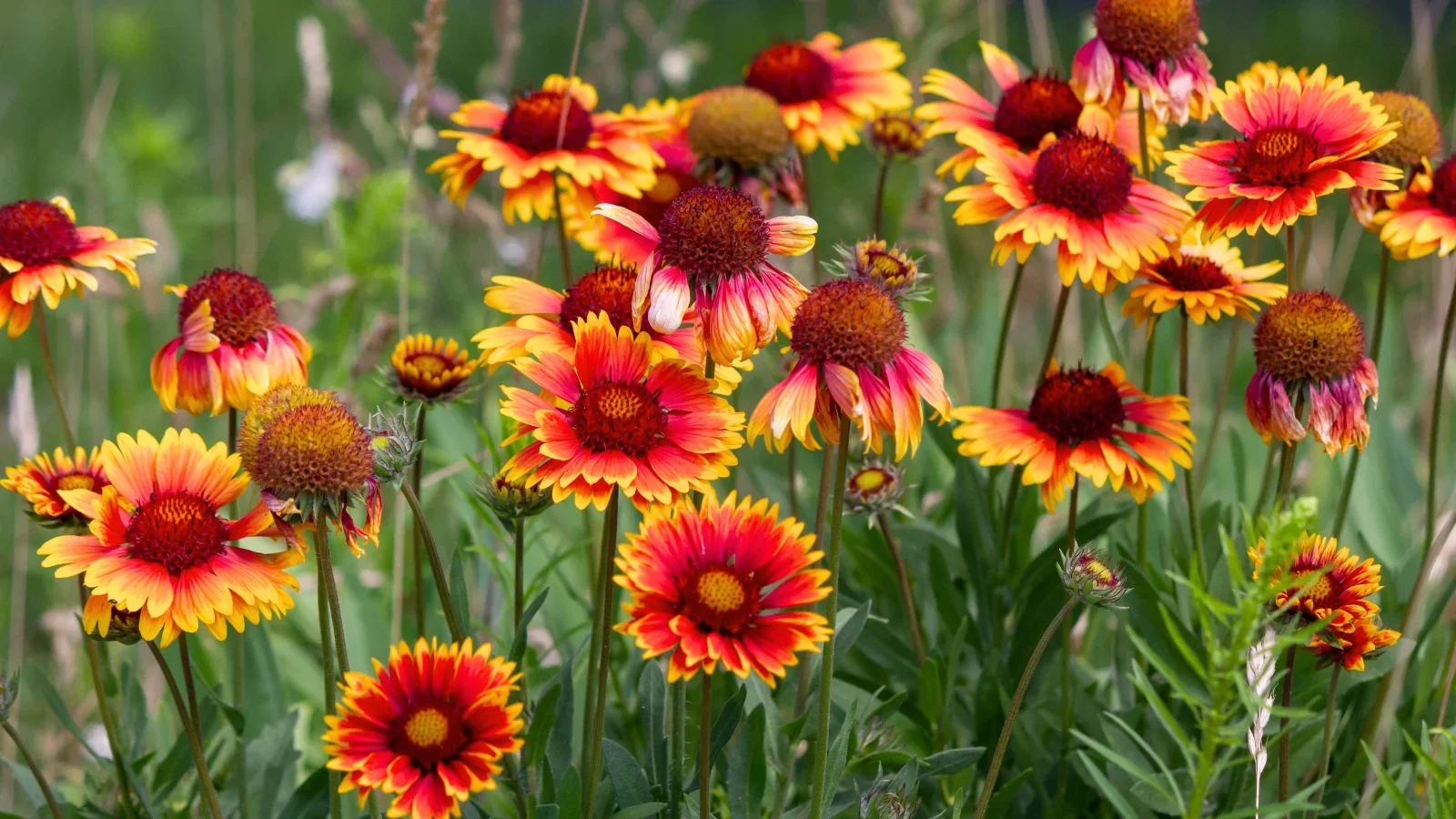 Volunteer Opportunity: Help us Build Our Native Plant Garden!