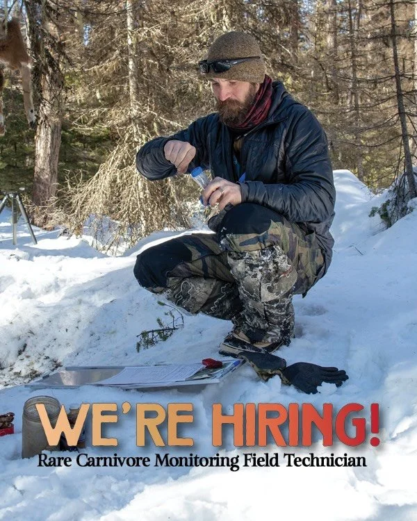 WE&rsquo;RE HIRING! We&rsquo;re looking for a rare carnivore monitoring field technician to join us for our 2027 winter season.

If you&rsquo;ve got snowmobile and wildlife tracking skills and don&rsquo;t mind miles of snowshoeing in remote mountain 