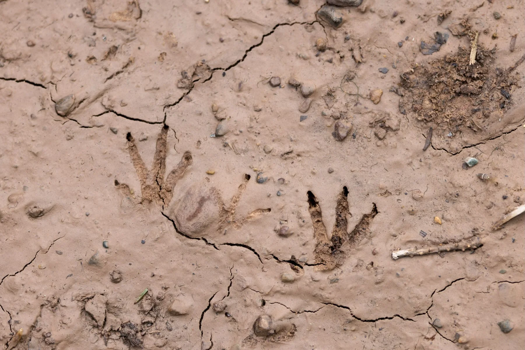 We&rsquo;ve still got some spots in our Wildlife Tracks &amp; Sign Standard Certification (with SVC&rsquo;s @luke.lamar.754 ) Oct 17-18! 

Spend two days in the field with us, testing your skills and undoubtedly learning something new (we do each tim