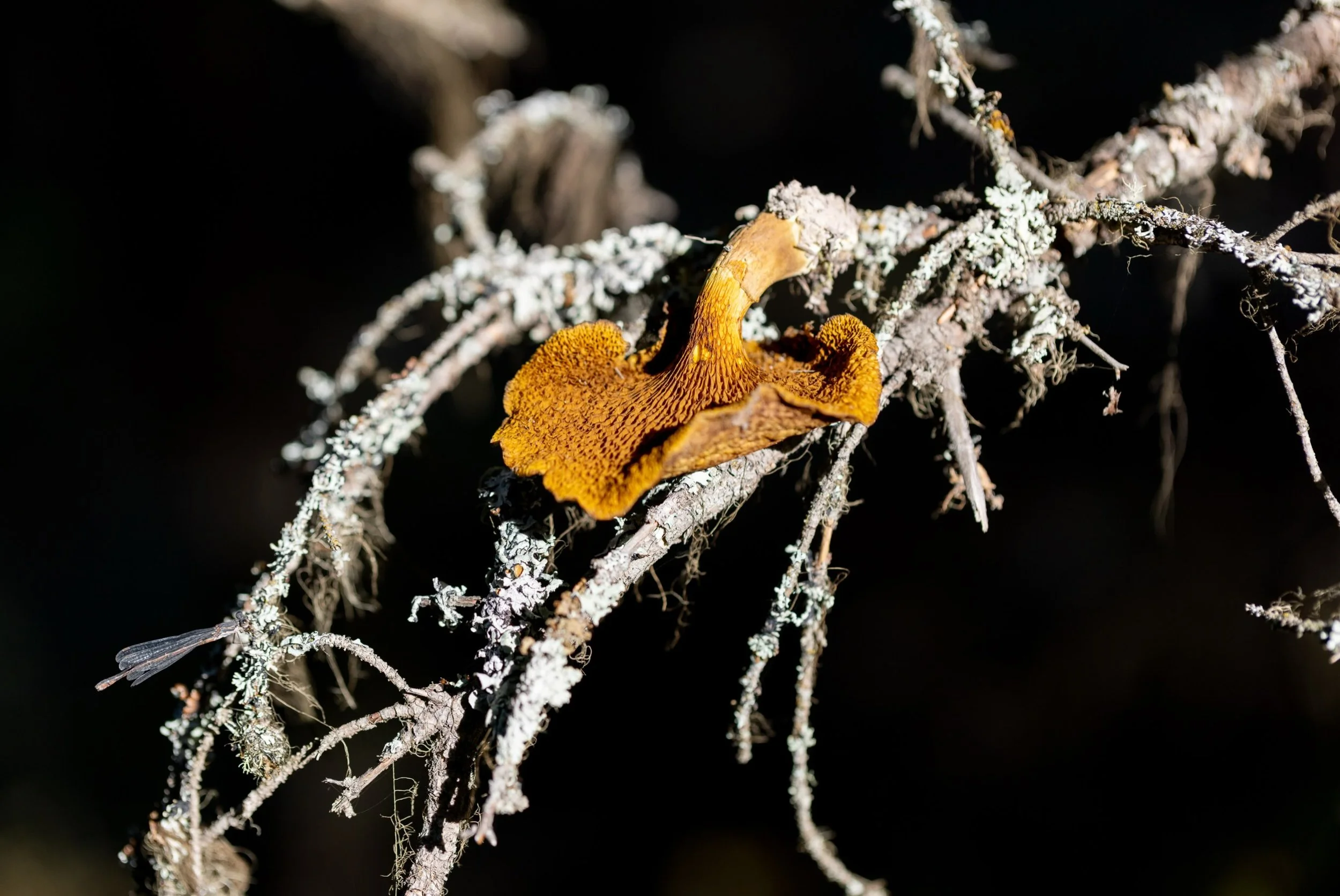 When it comes to wildlife tracks and sign, this is high up on our list of favorites.

Once you start noticing it in the fall, you&rsquo;ll begin to see it everywhere, and each time it&rsquo;ll likely bring a smile to your face. 

Just as humans prese