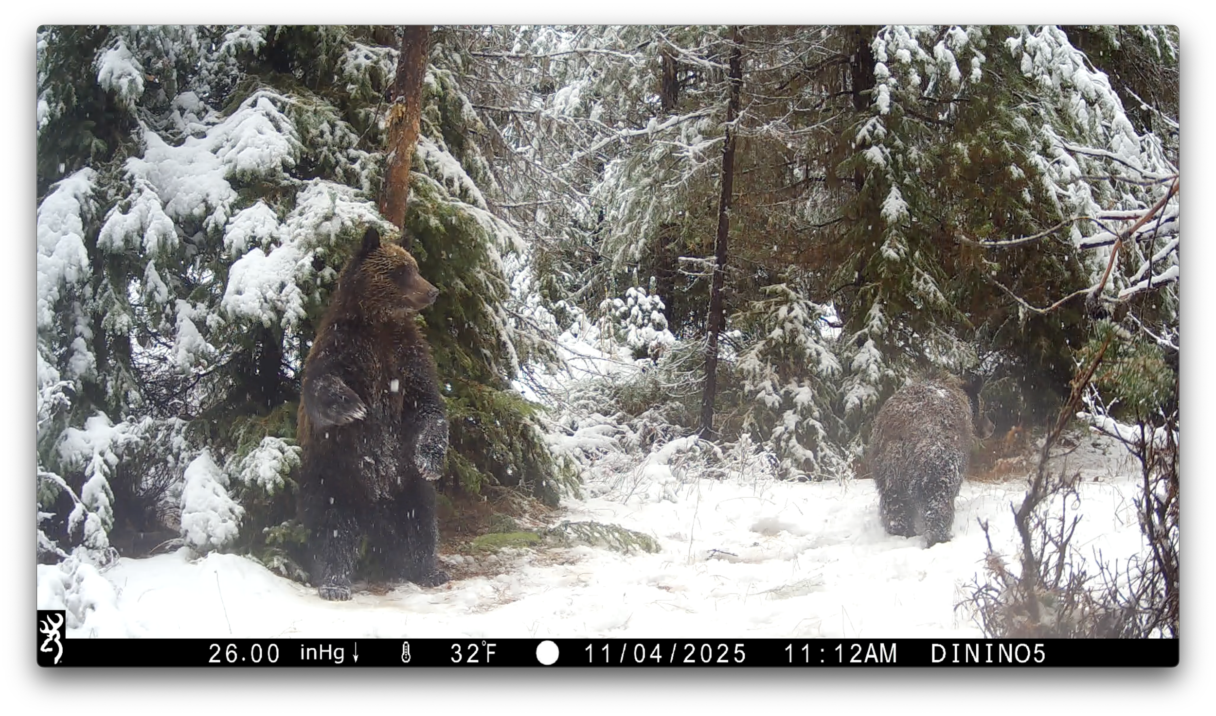 “Where the Wild Things Are”Trail Cam Movie Night at The Hungry Bear