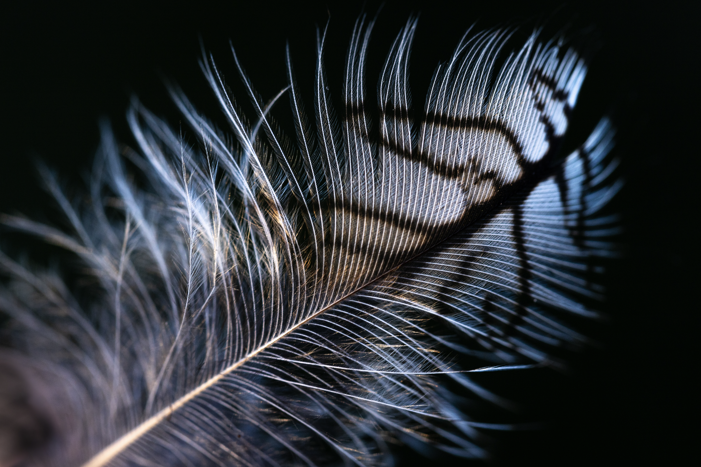 western screech owl feather