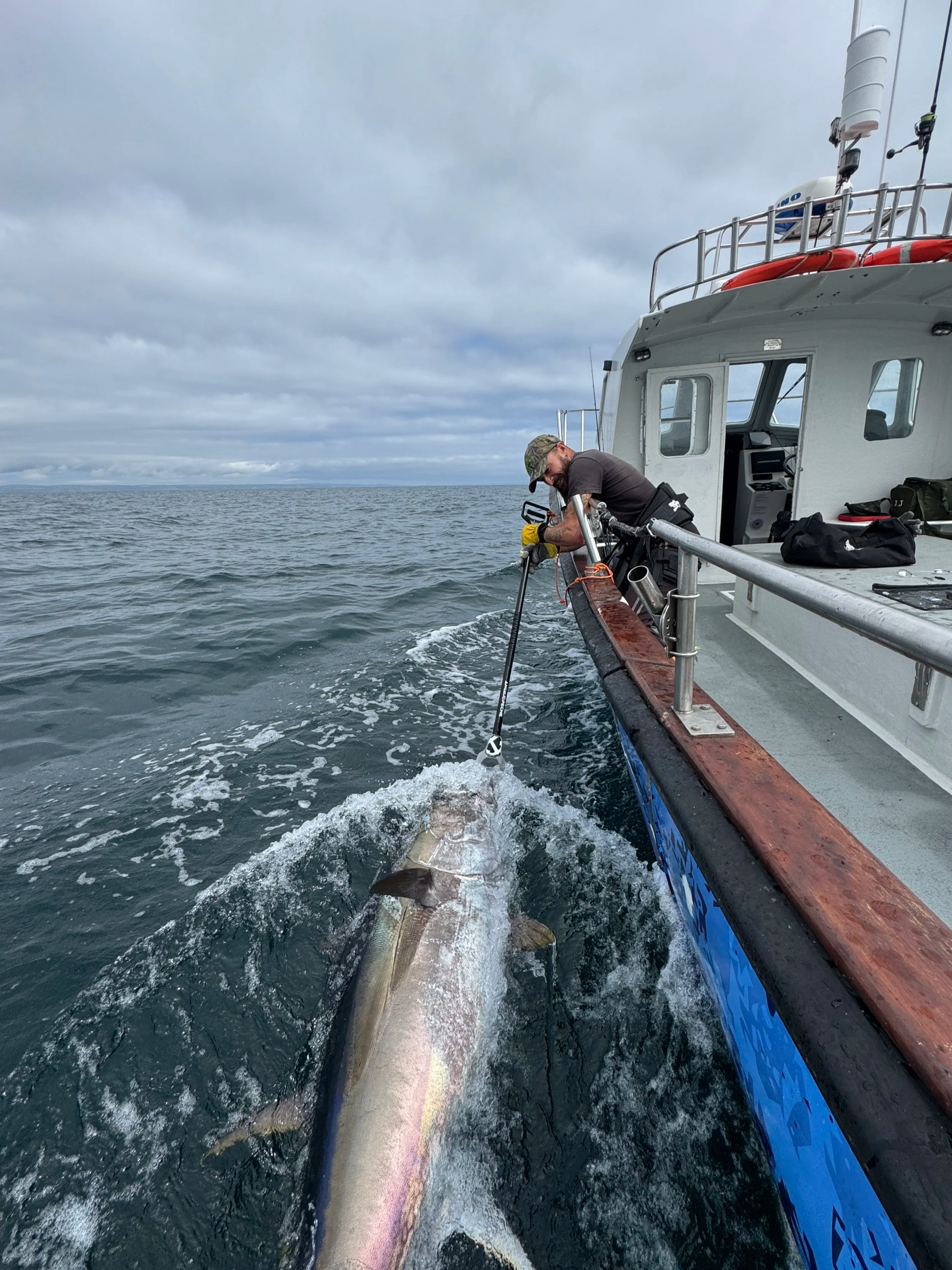 A man on a boat is holding a large fish with a fishing rod over the side of the boat in open water under a cloudy sky.