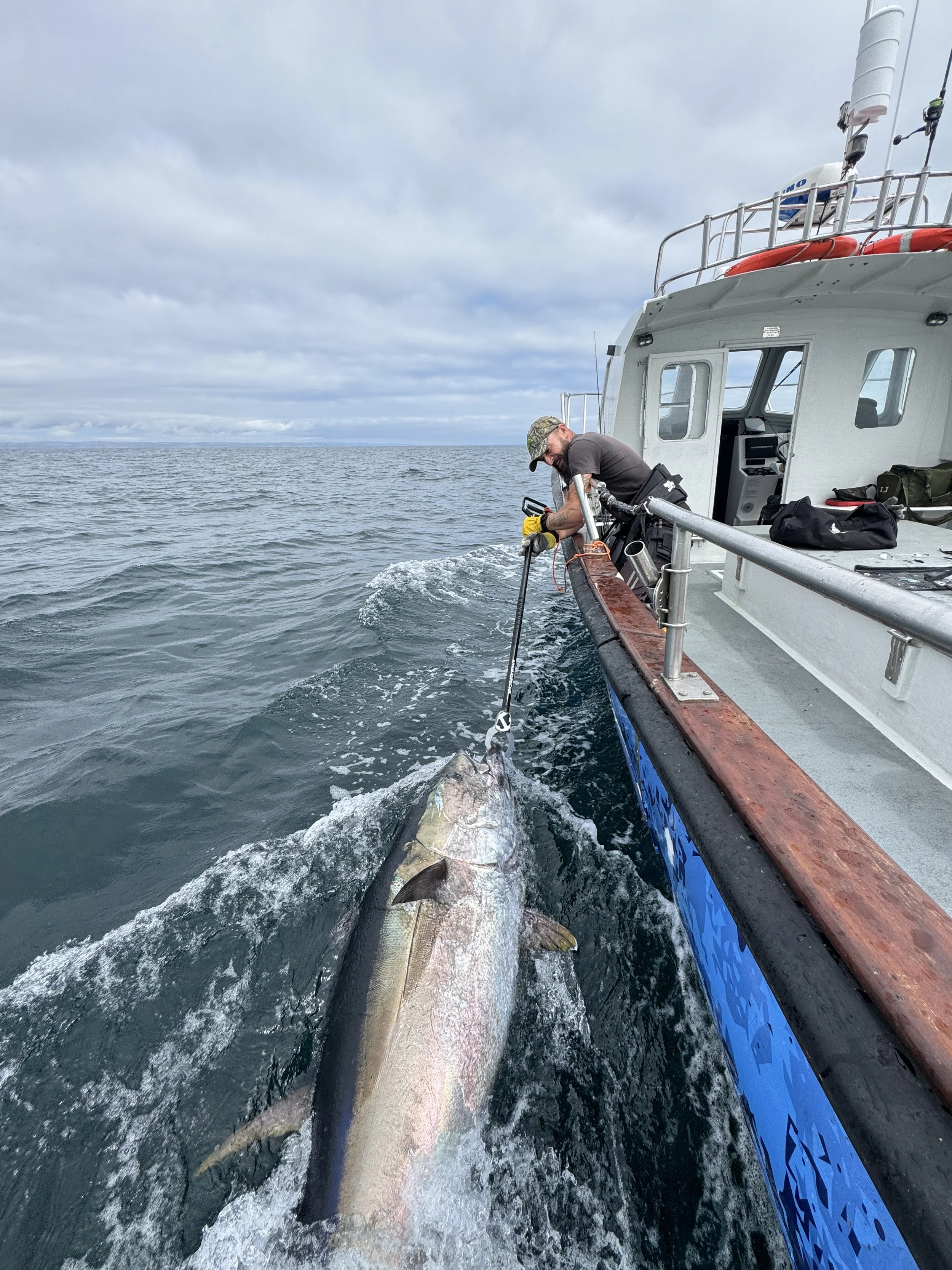 A man on a boat is releasing a large fish, possibly a tuna or similar species, back into the ocean using a fish gripper.
