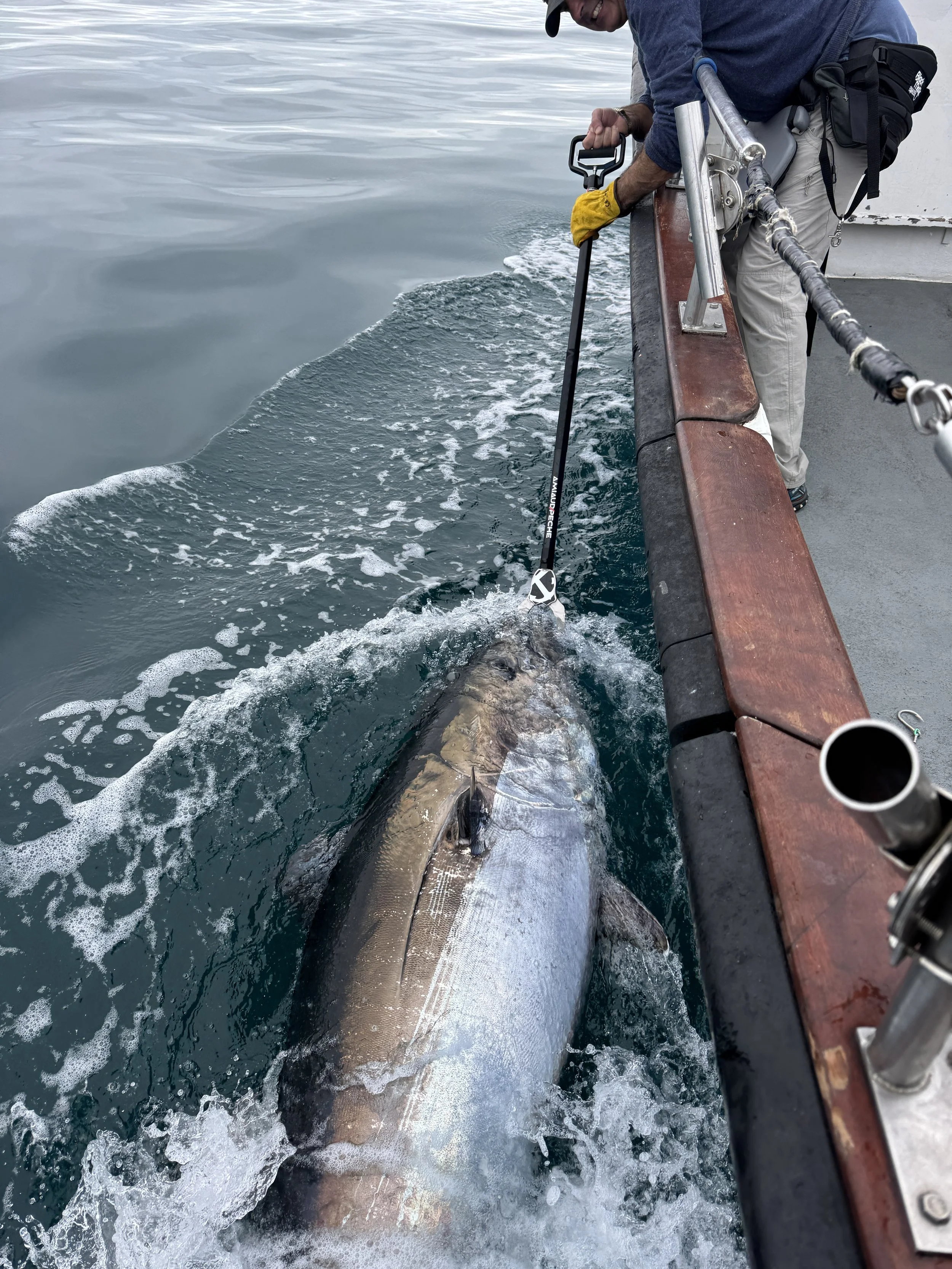 Man on a boat using a fishing gaff to reel in a large fish near the boat's edge.