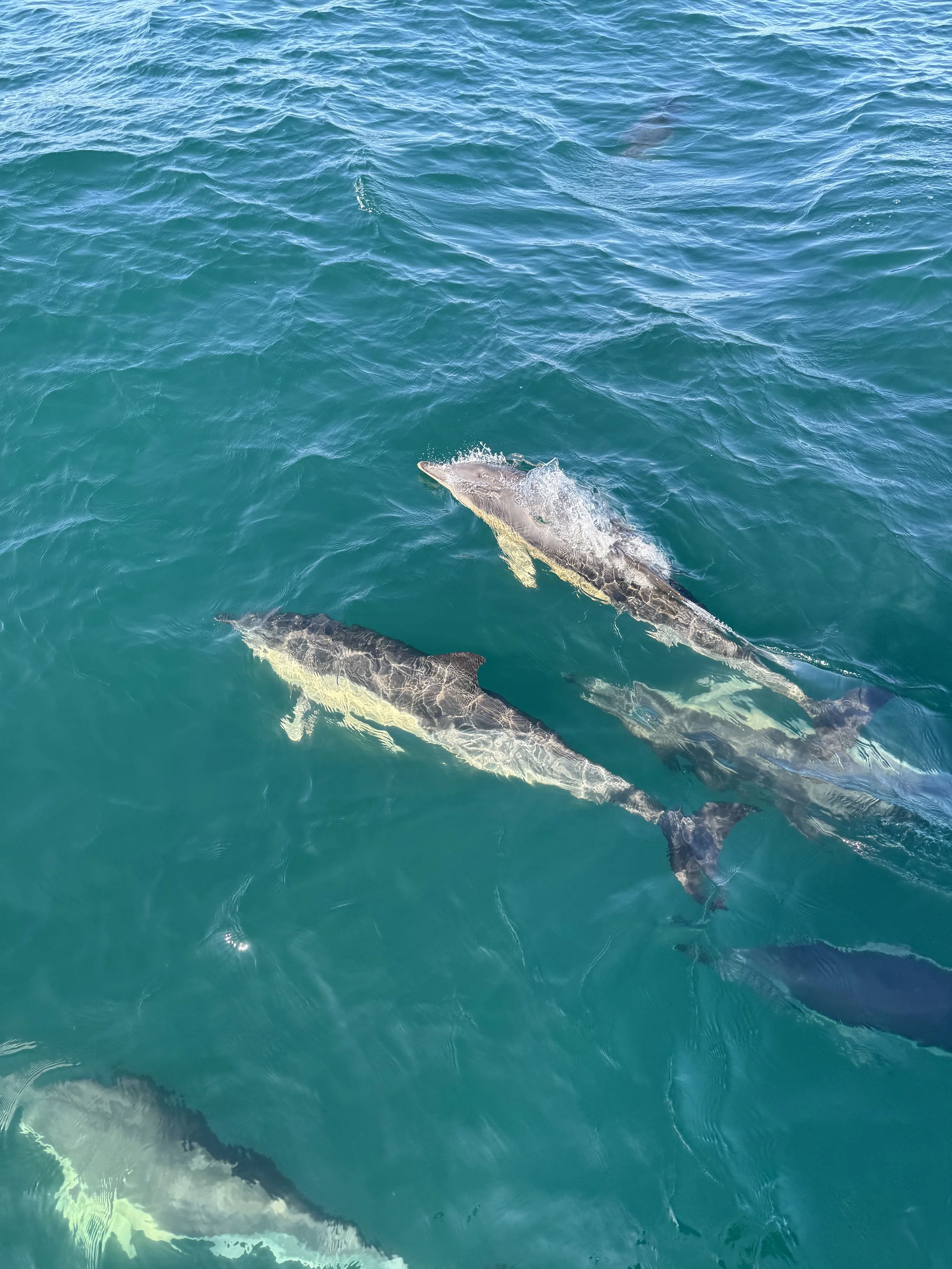 Two sharks swimming near the surface in clear blue ocean water.
