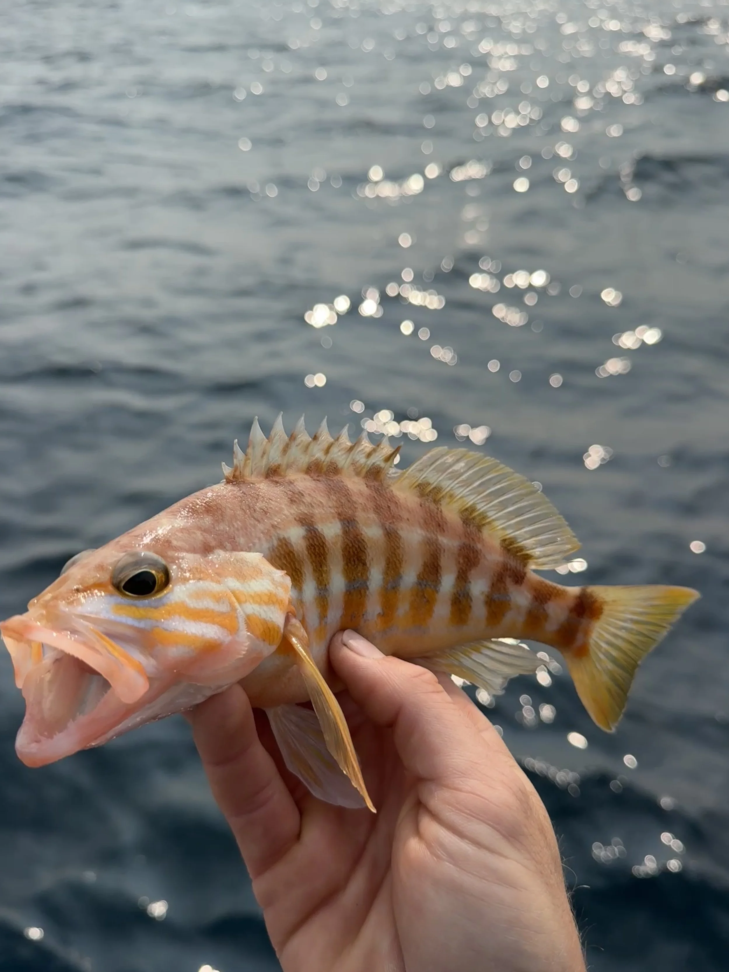 A person holding a colorful fish with orange, white, and yellow stripes, with an ocean background.