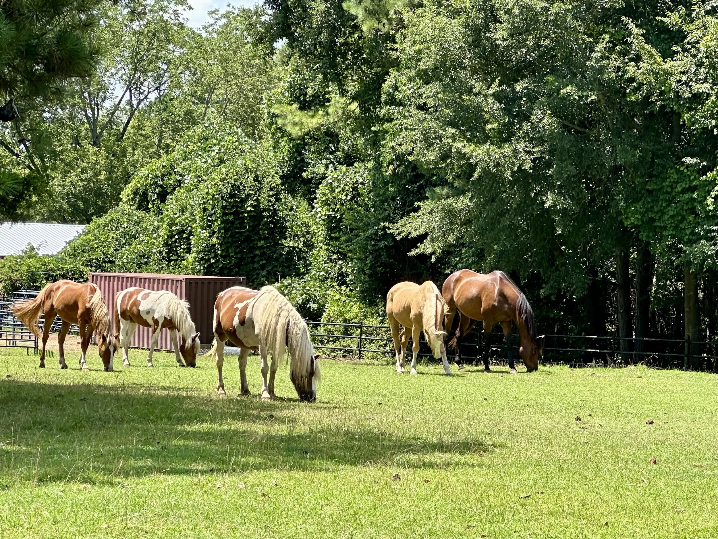 Sunny D Farm | Williamson, GA 