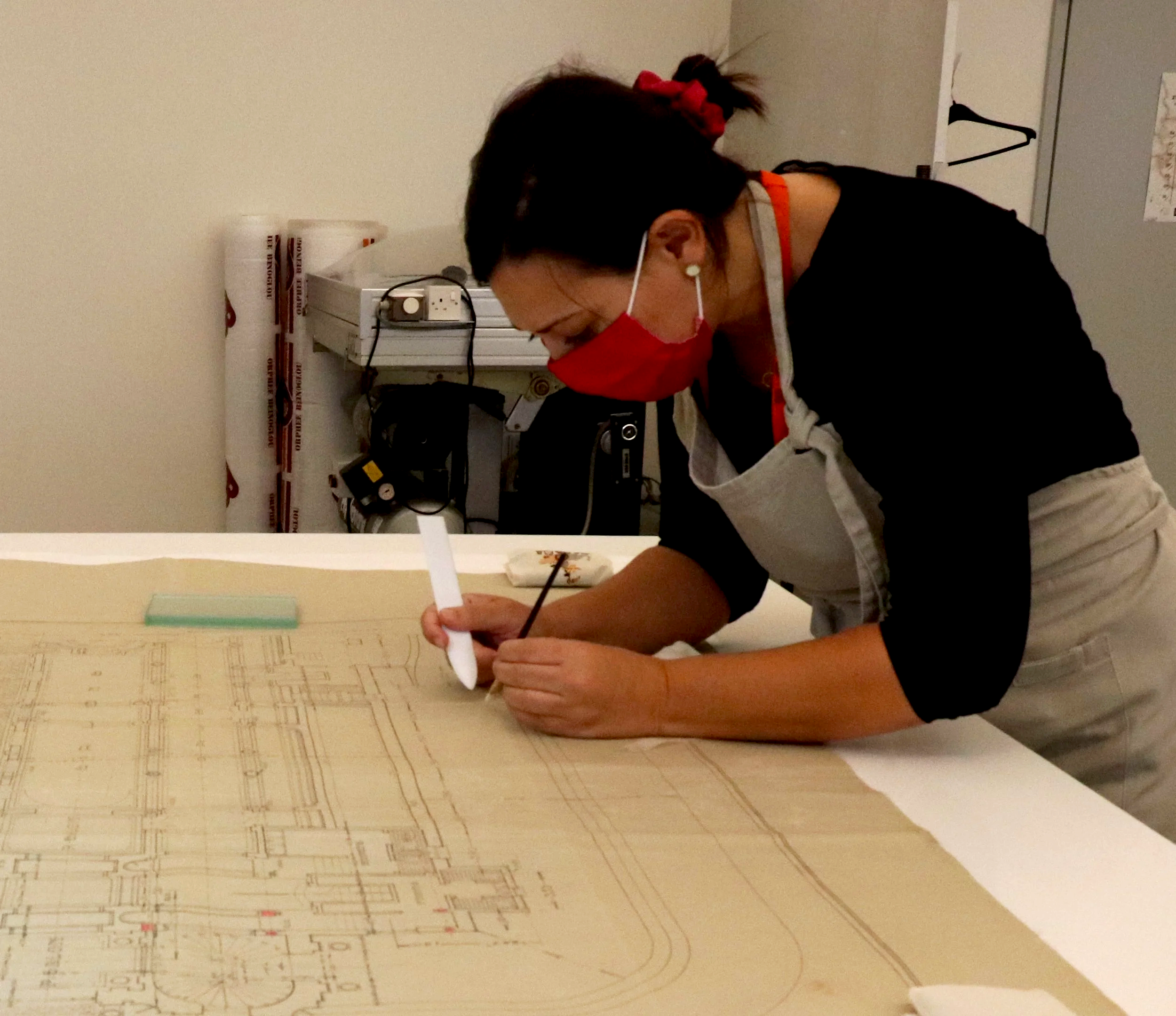 Amelia International Conservation Studies - ARCIFS