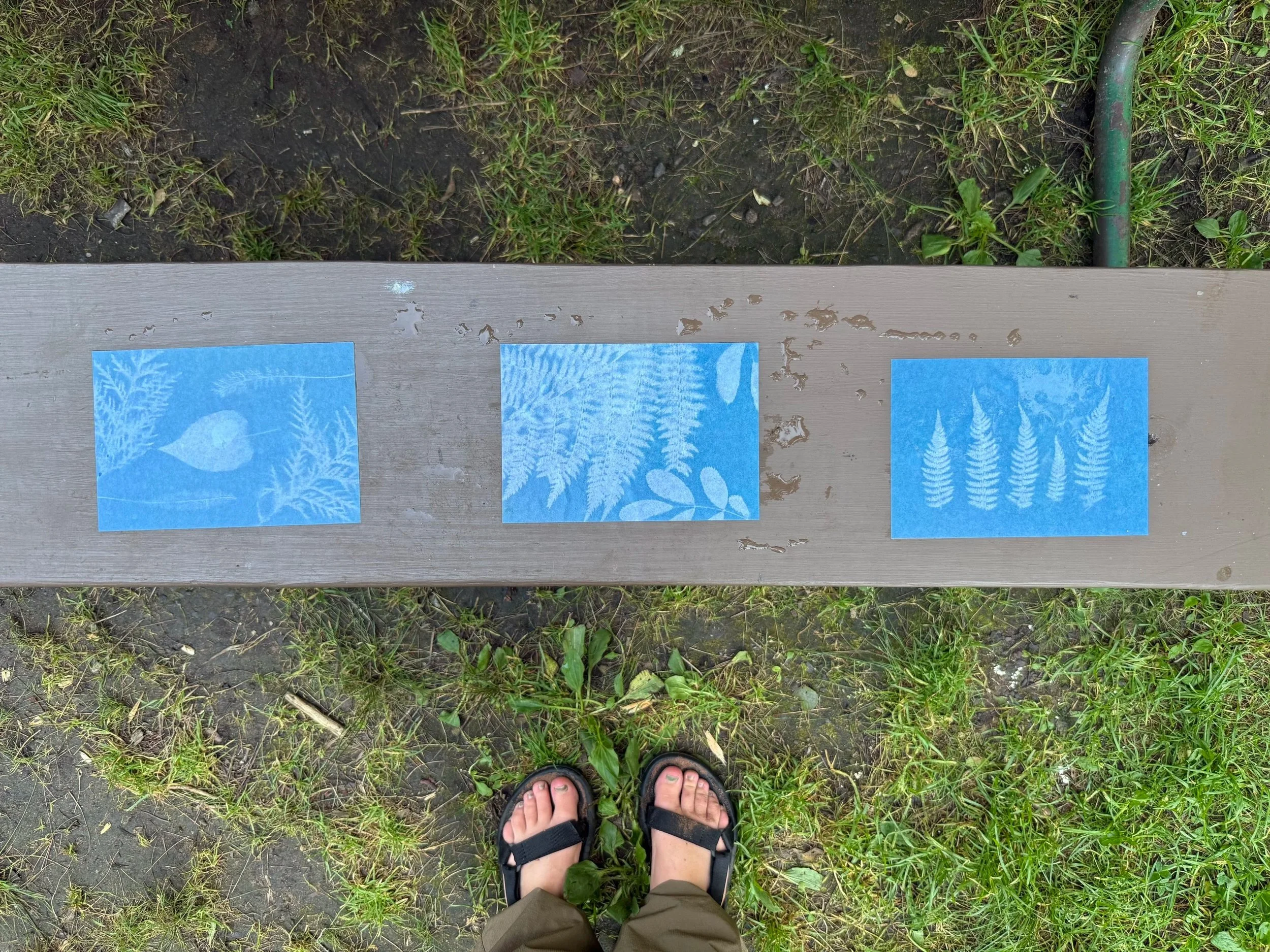 Sun printing (cyanotypes) with C ☀️