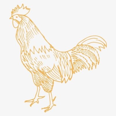 Chicken Illustration.jpg