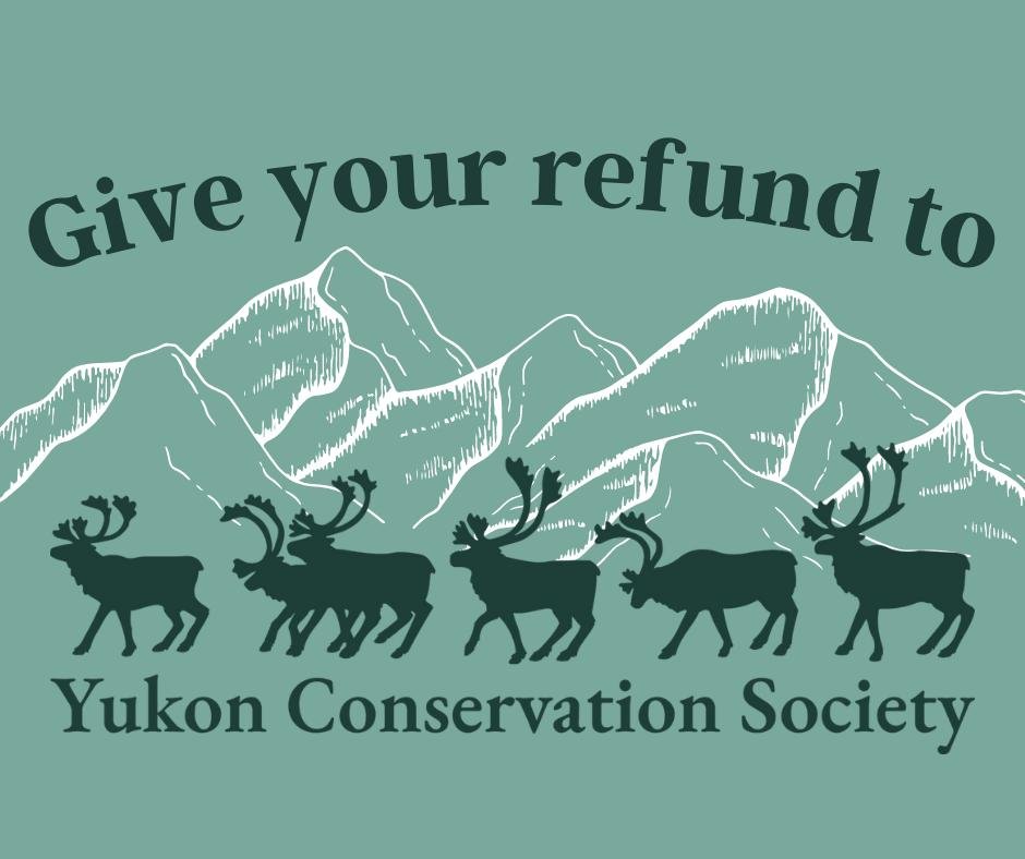 On Fridays, we're featuring donation accounts at Raven! Want to support local NGOs and charities? Consider donating your refund when you come in to recycle your beverage containers!

Today's featured organization is Yukon Conservation Society!

This 