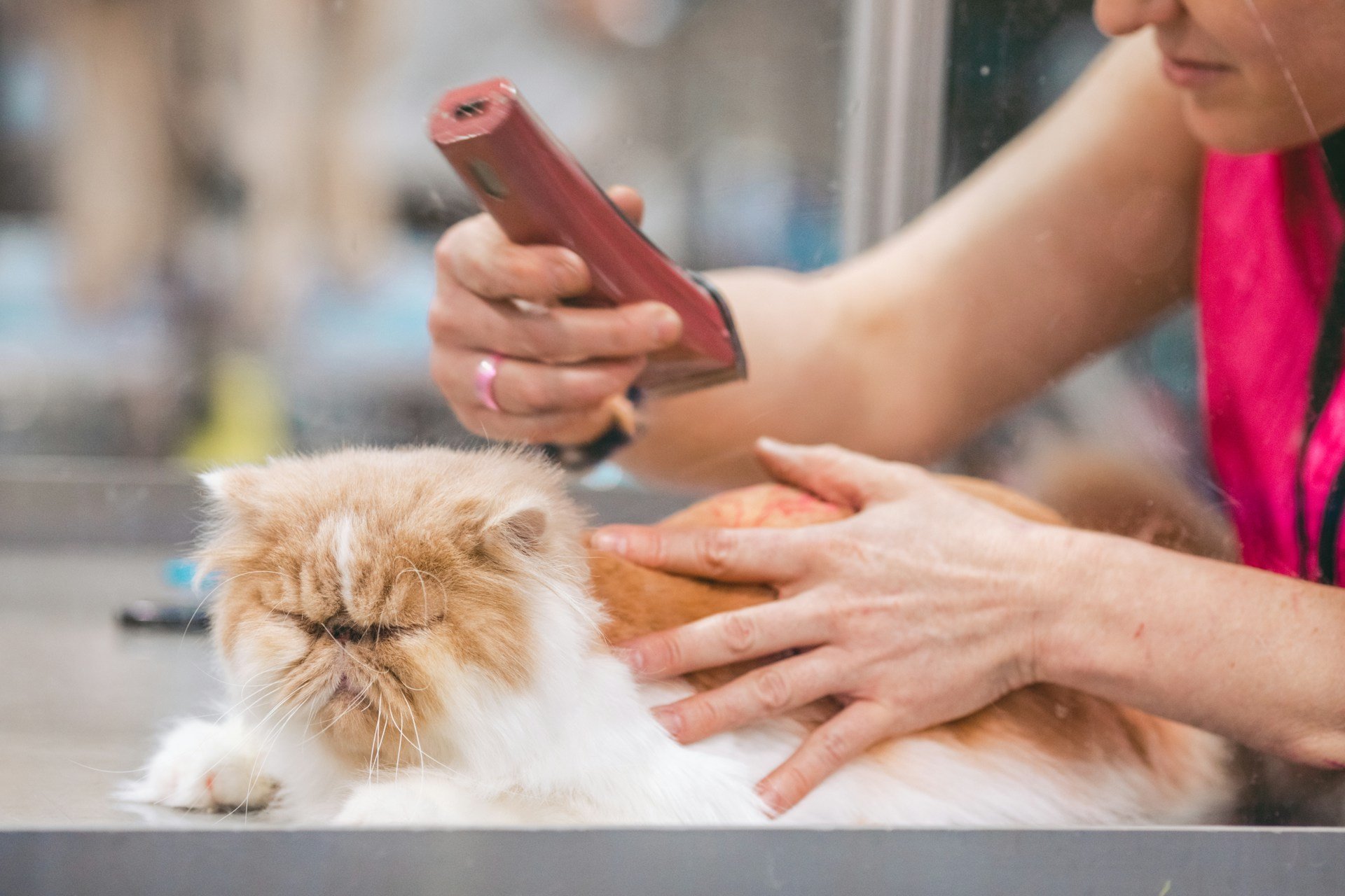 Flyers for Pet Groomers: Attract Loyal Clients and Grow Your Salon With Local Marketing