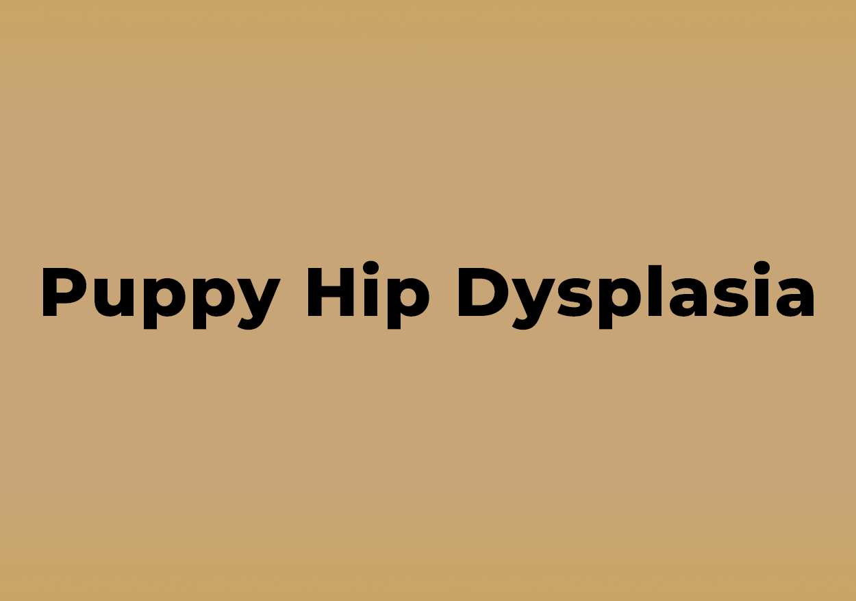 Puppy hip dysplasia placeholder