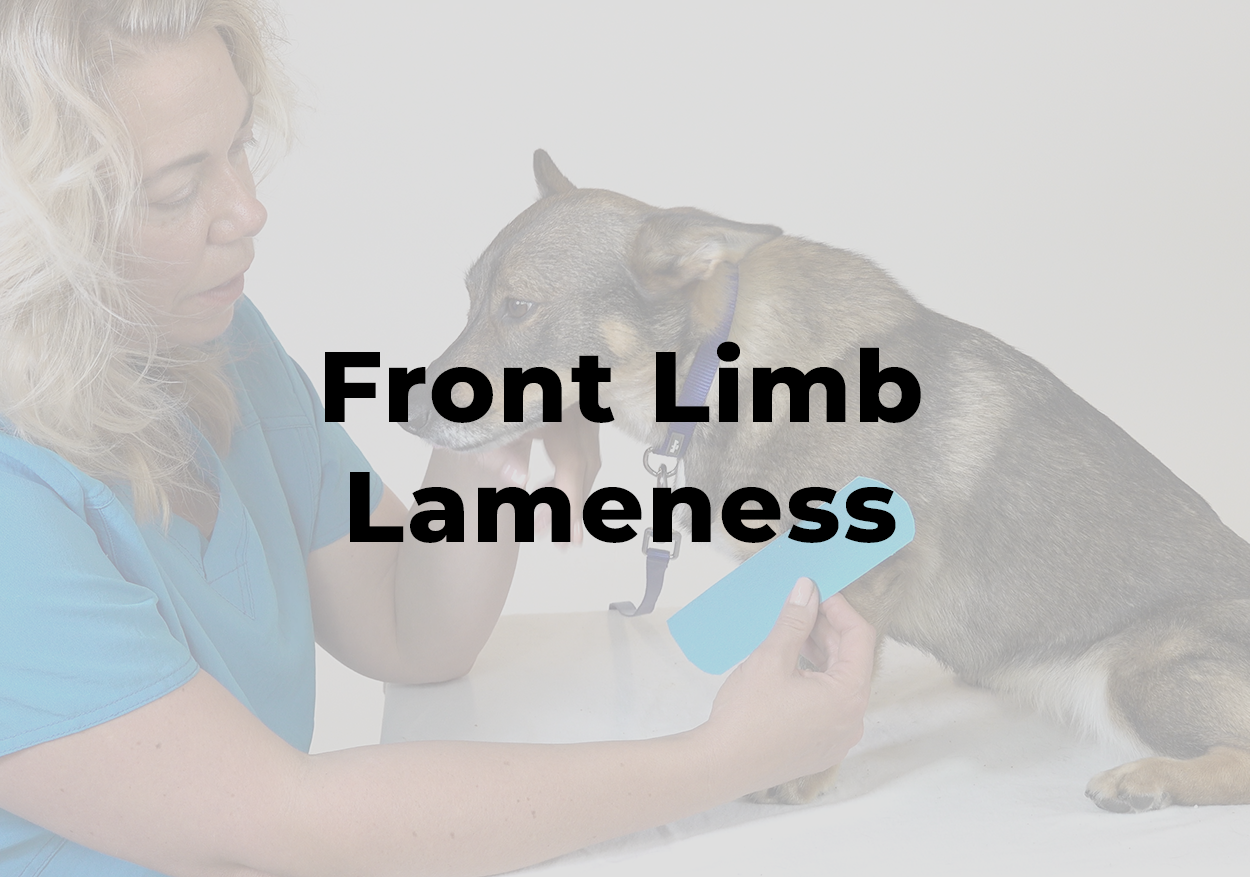 Front Limb Lameness