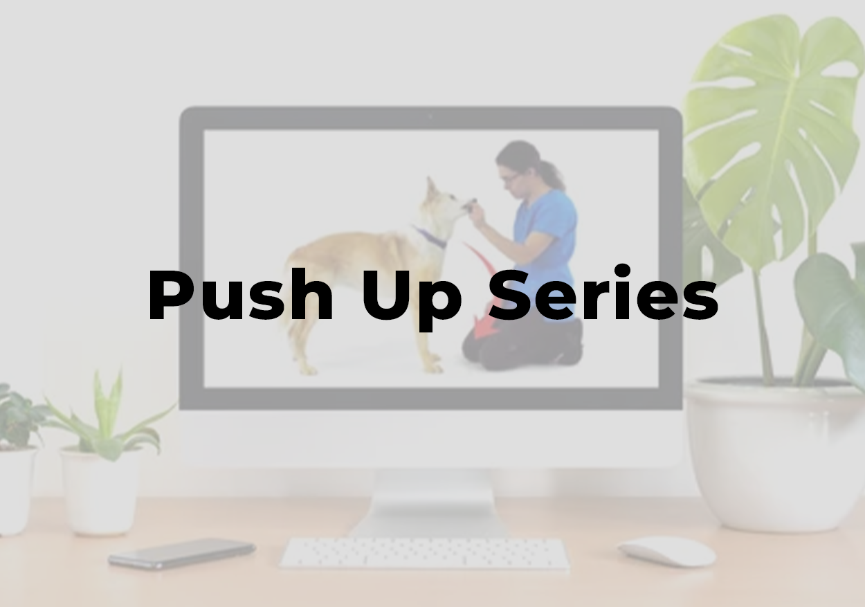 Push Up Series