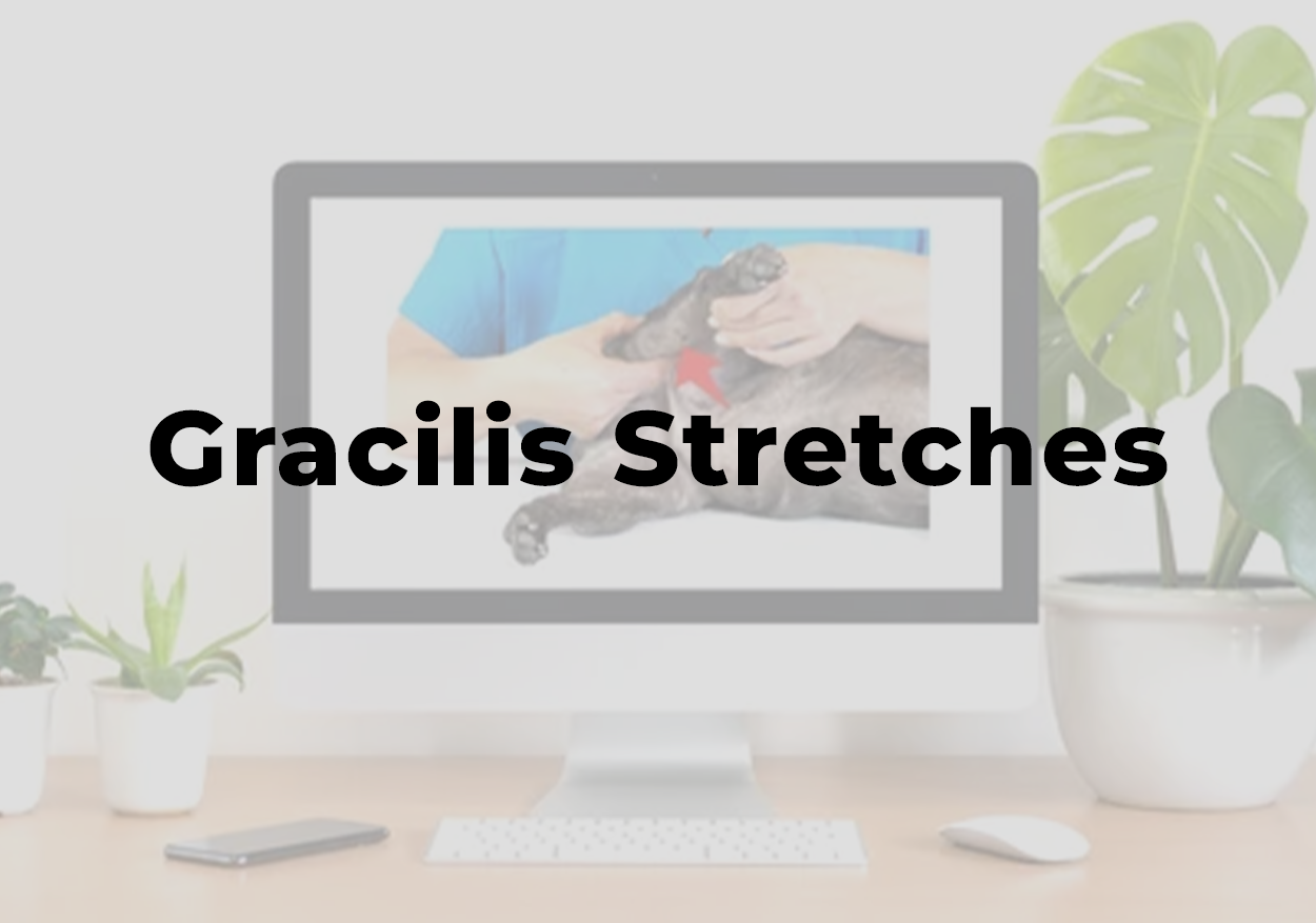Gracilis Stretches