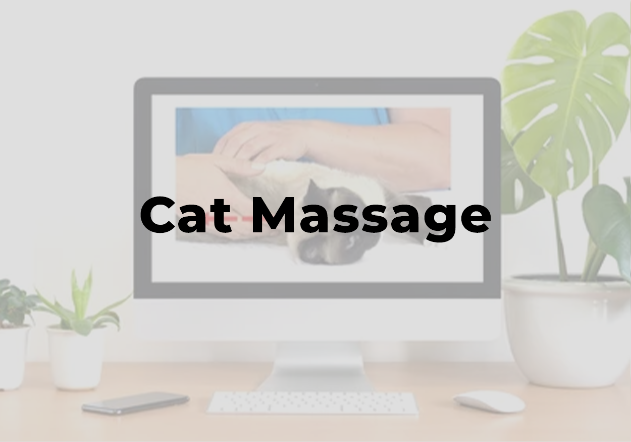 Cat Massage