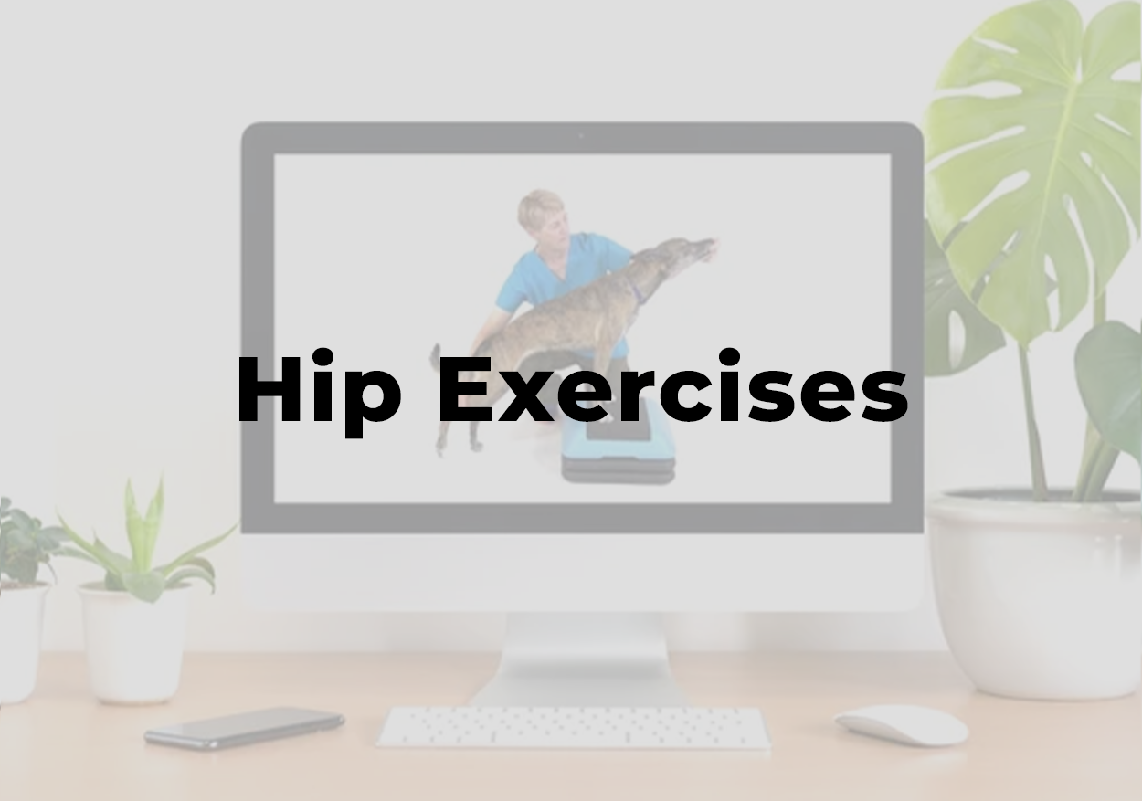Hip Exercises