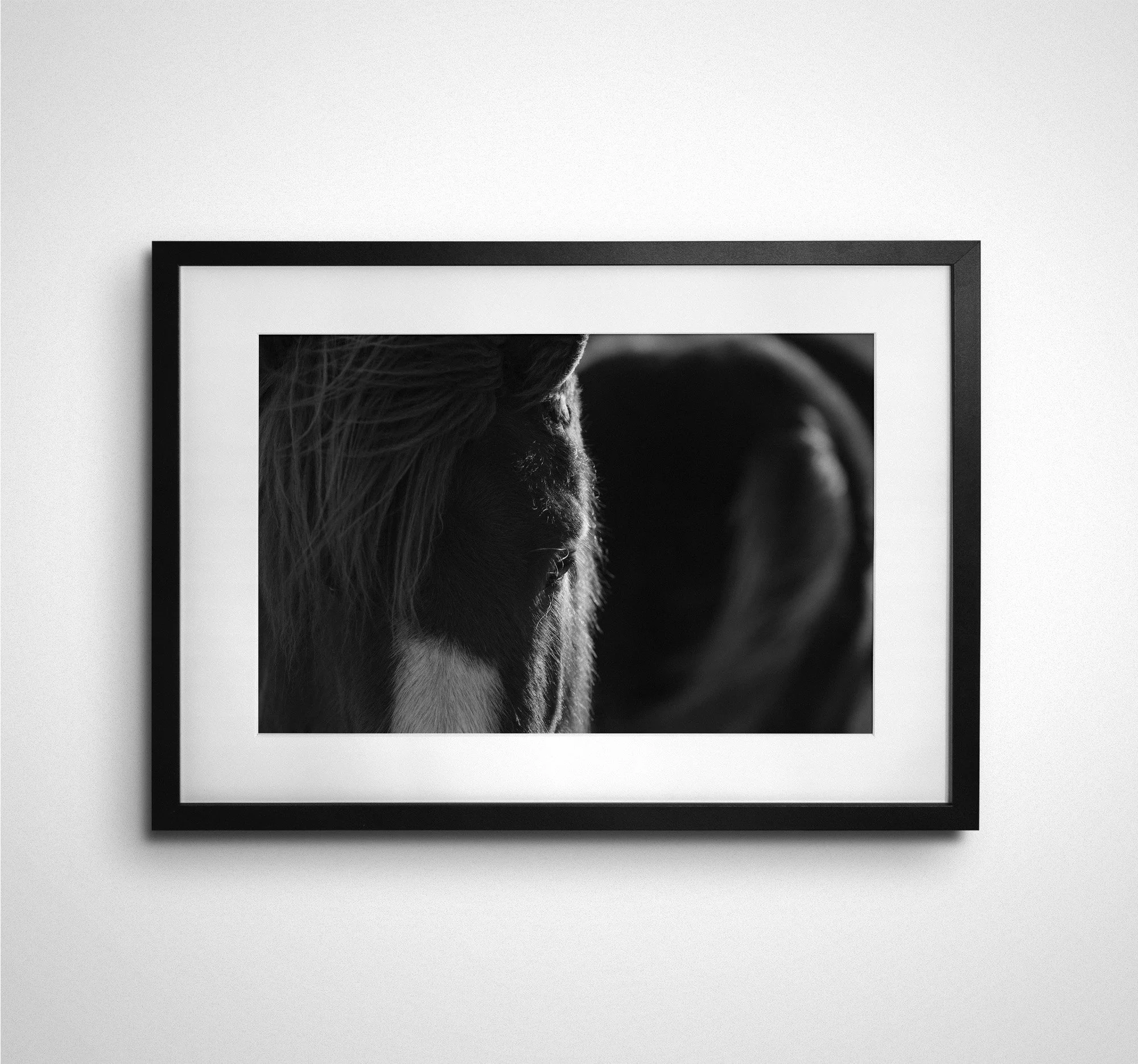 Icelandic Horse Study 5