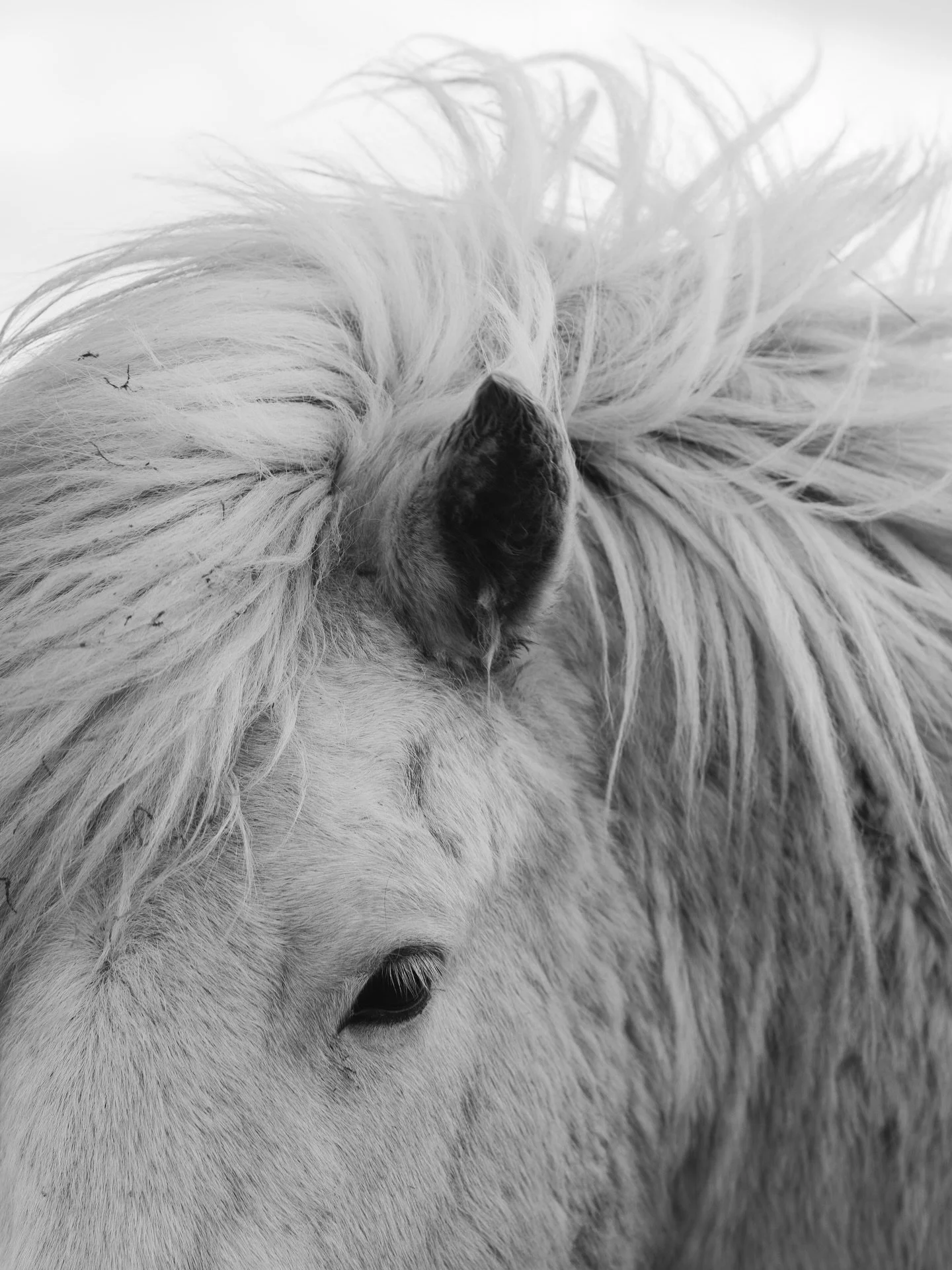 So thrilled to announce @studiosaragusafineart . Shop limited edition fine art prints at studiosaragusafineart.com today and stay tuned for more!