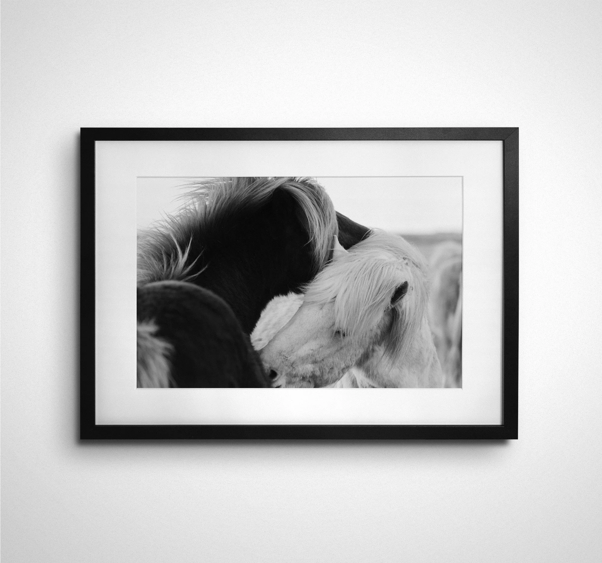 Icelandic Horse Study 1