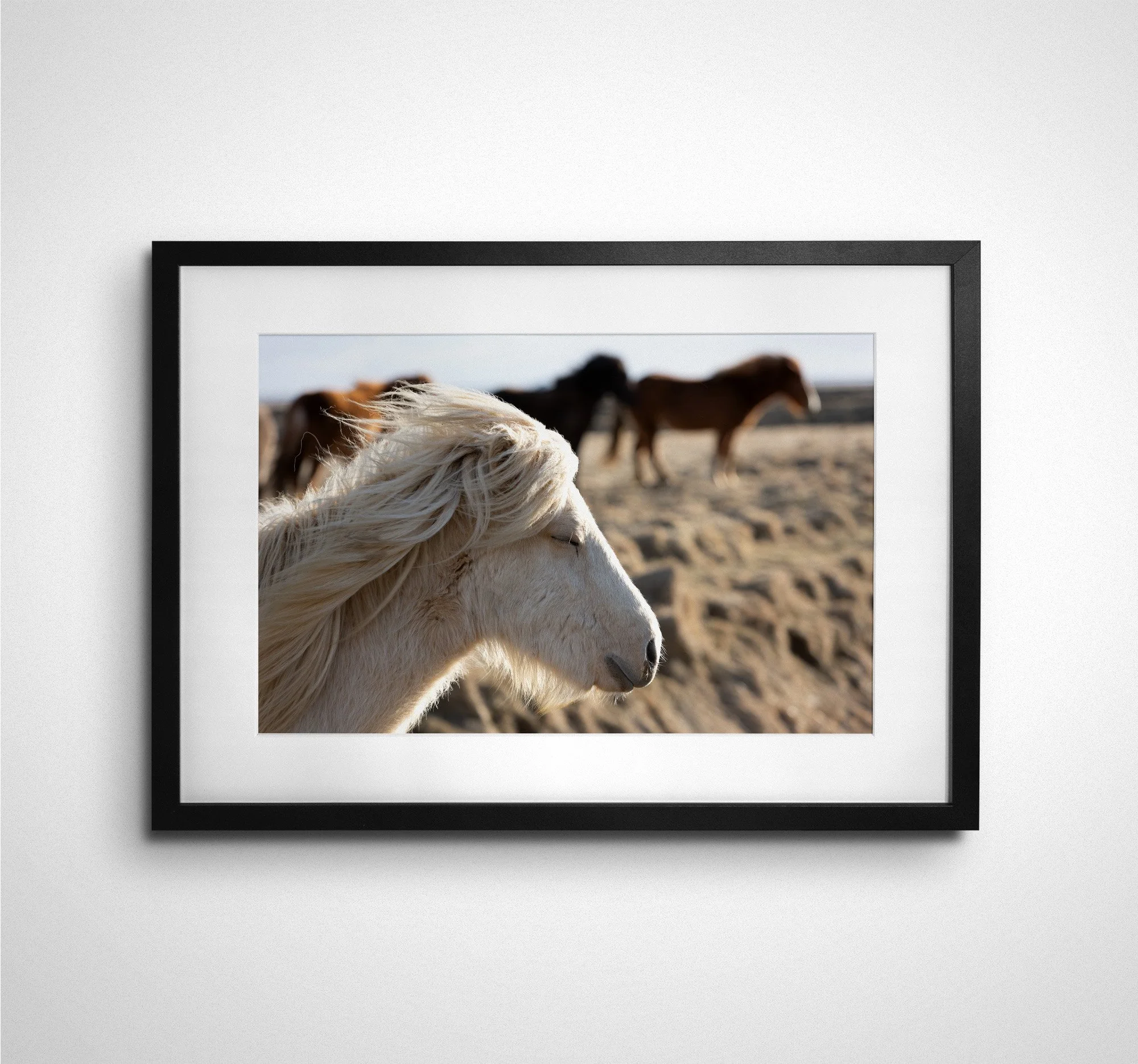 Icelandic Horse Study 6