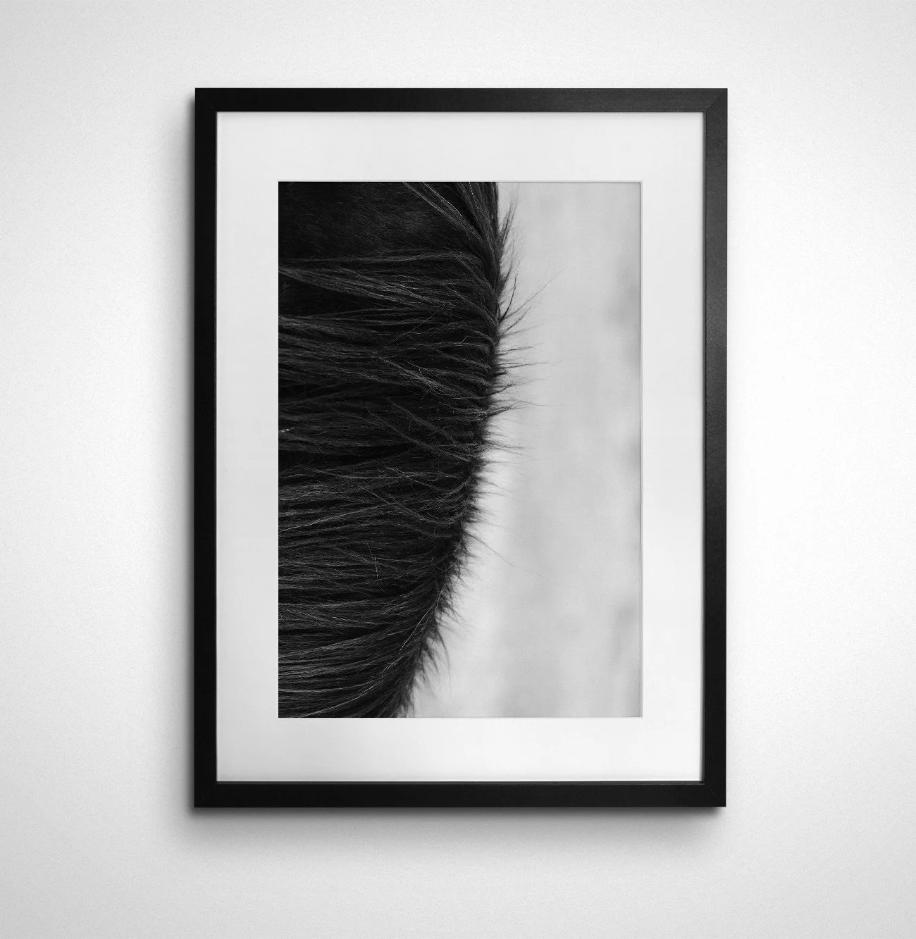 Icelandic Horse Study 4