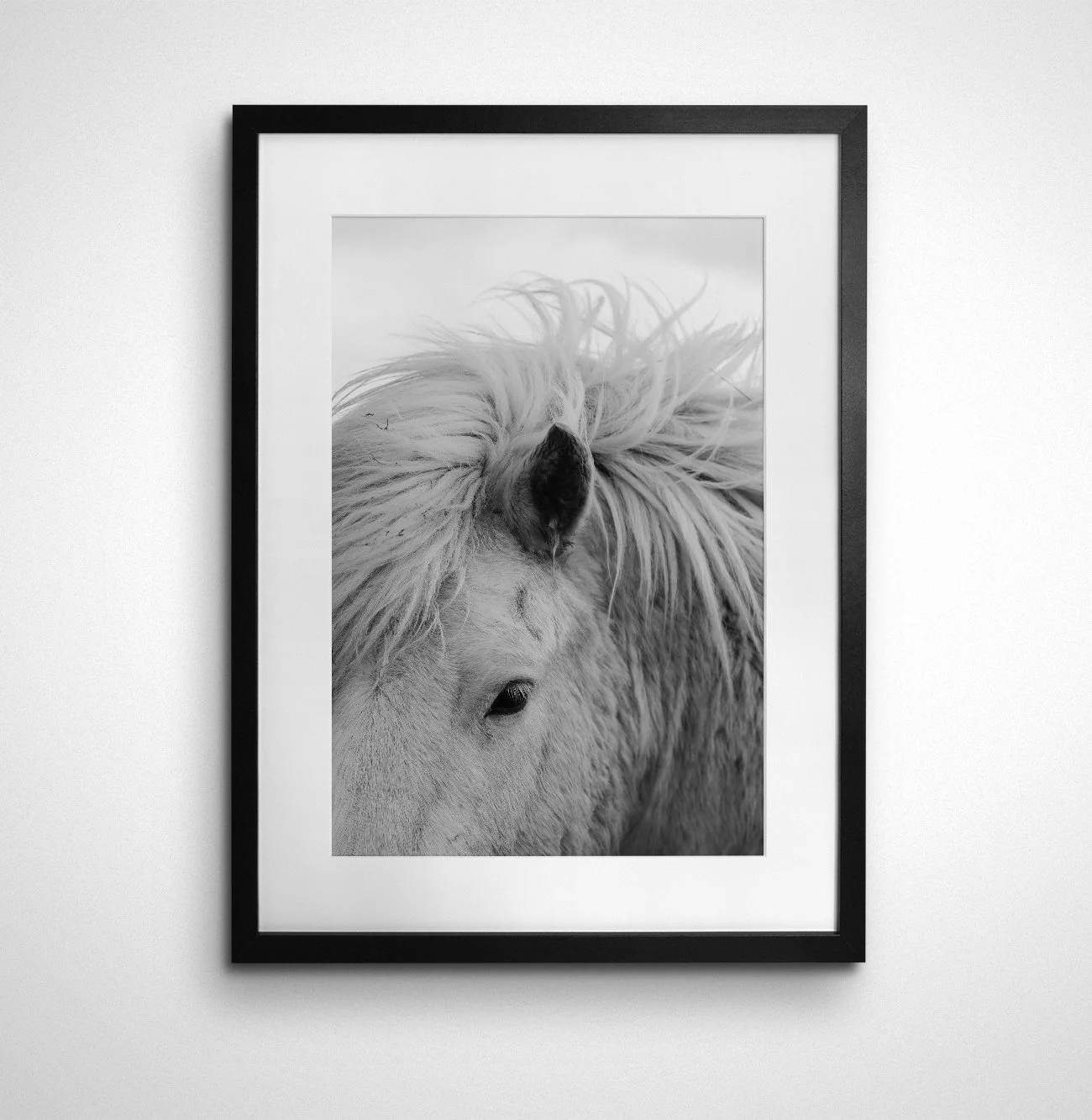 Icelandic Horse Study 3