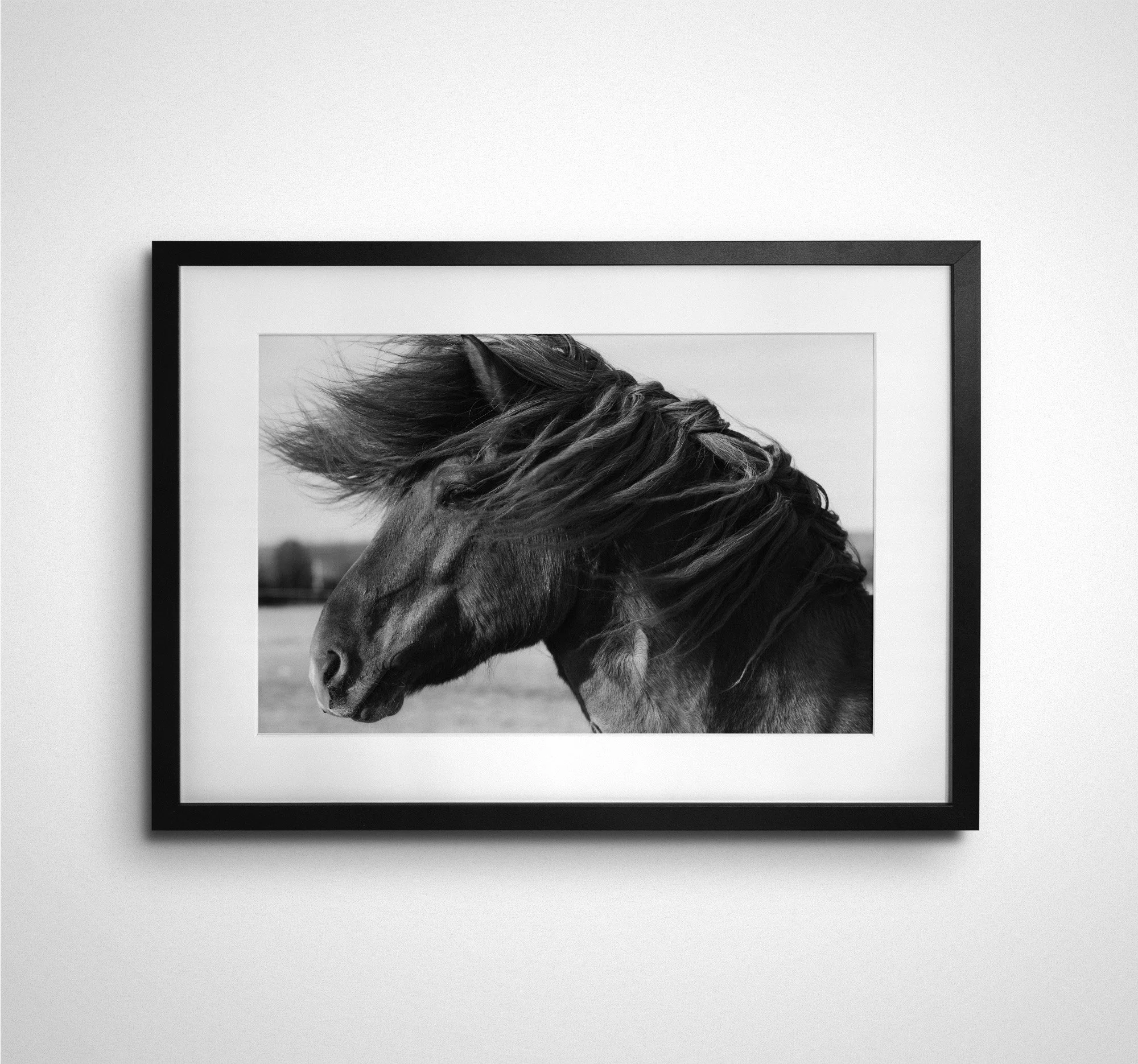 Icelandic Horse Study 7
