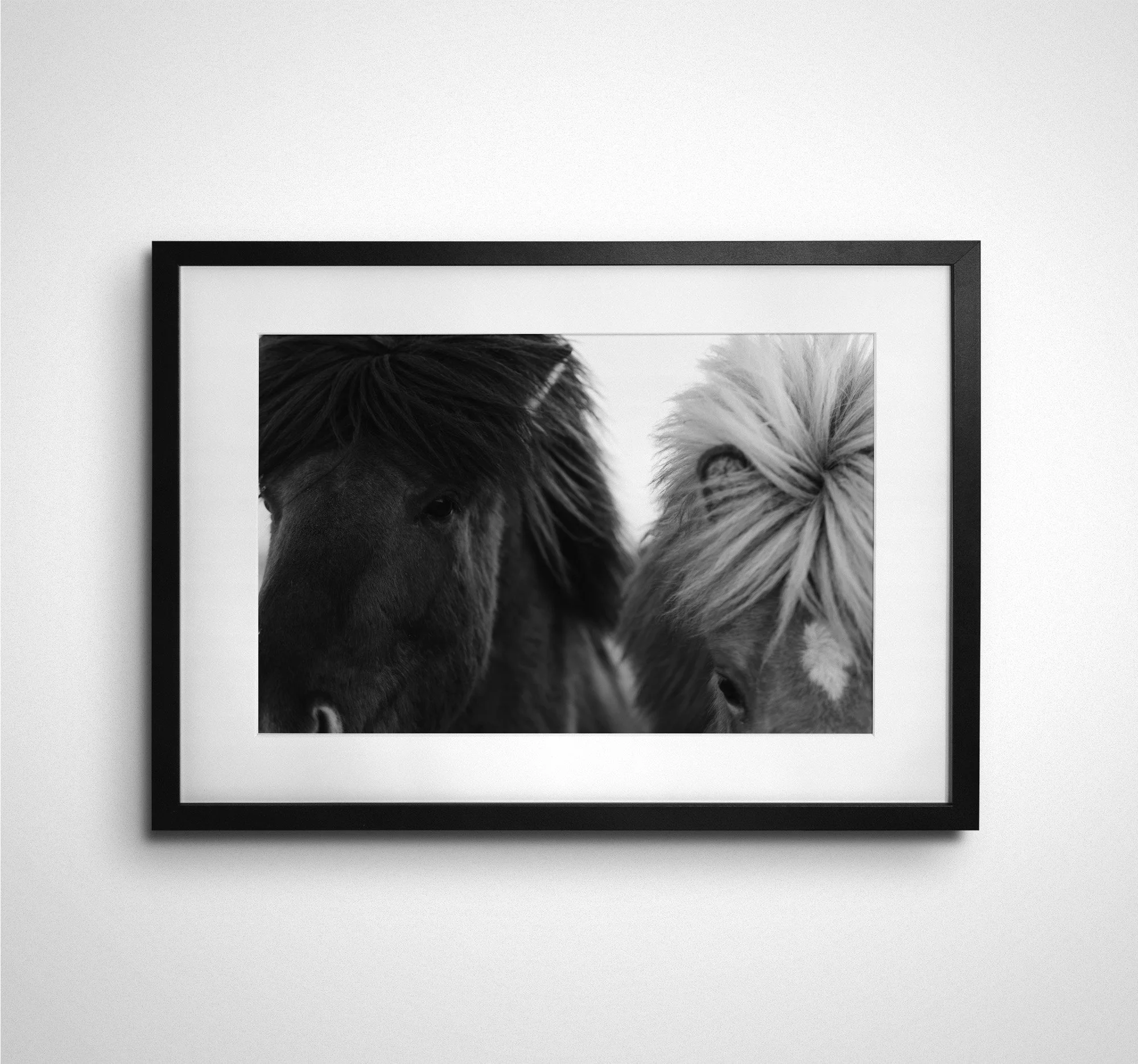 Icelandic Horse Study 2