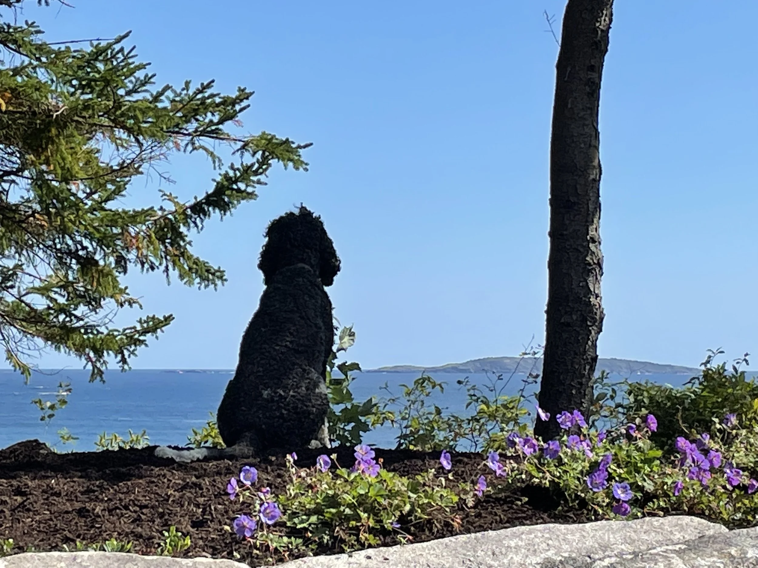 Miss Áine B soaking in the view