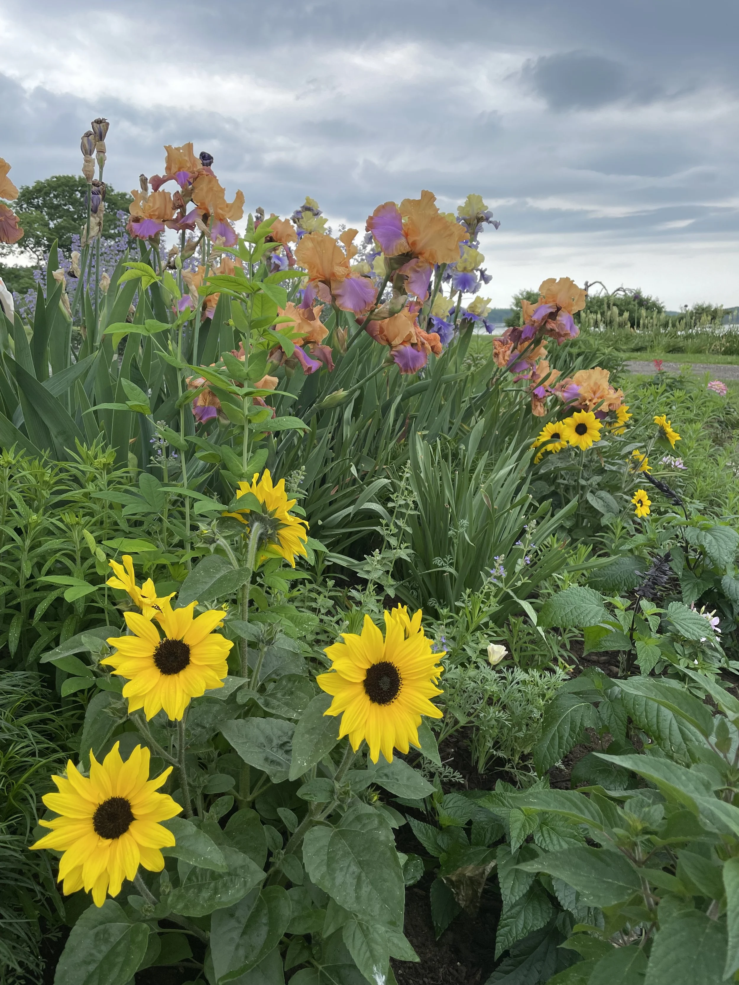 Iris and Sunflowers