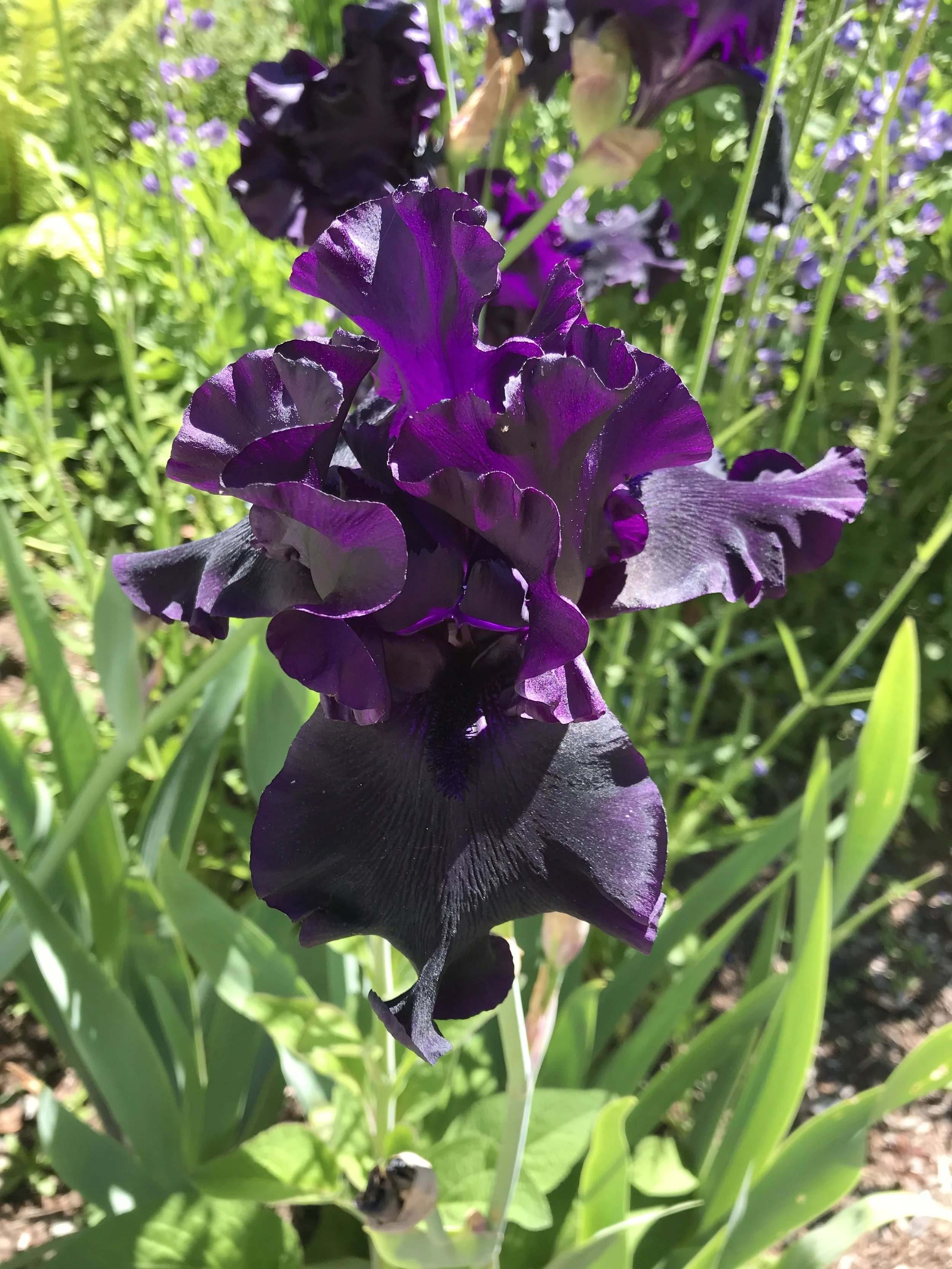 Black Iris