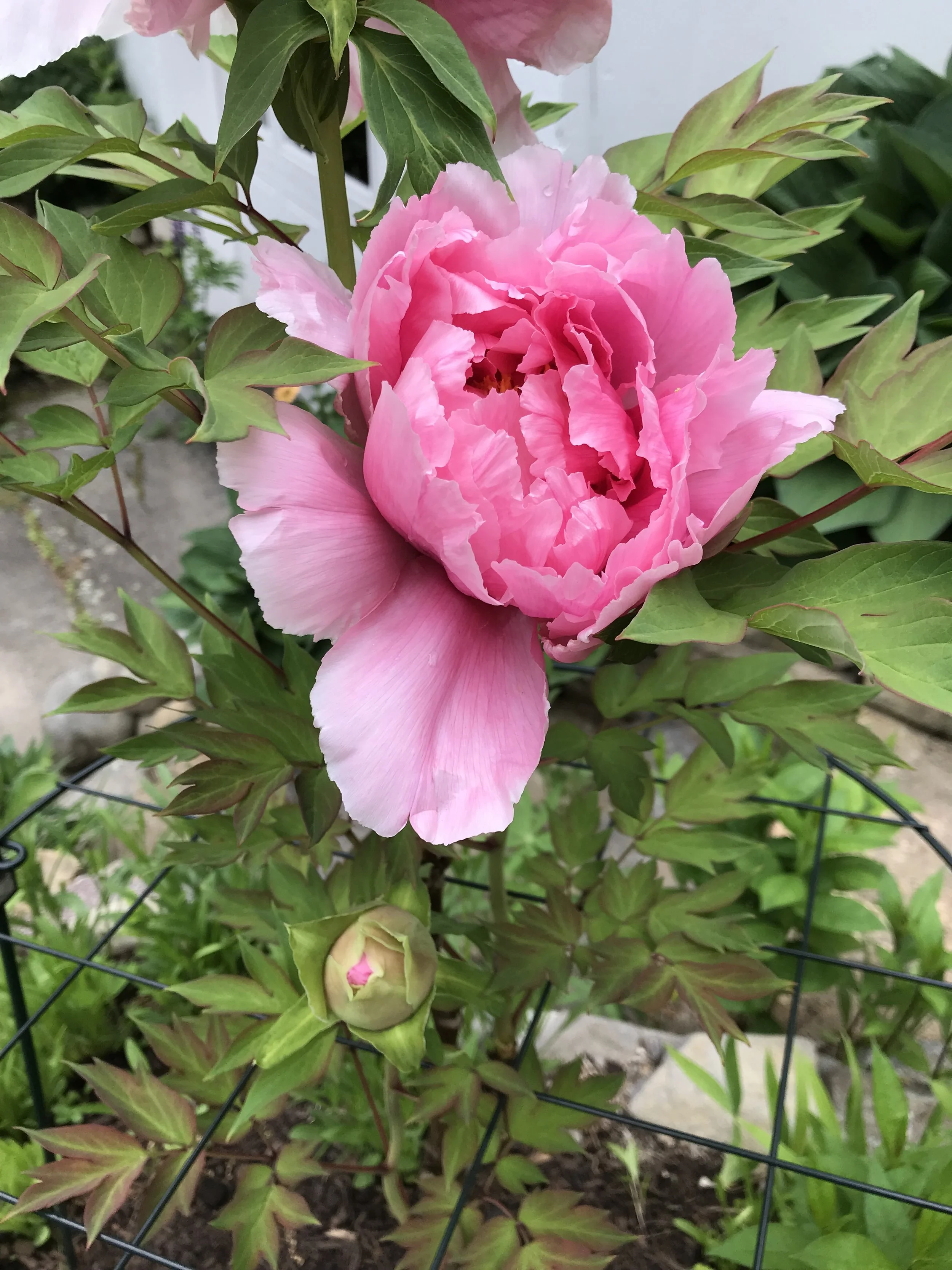 Itoh Peony