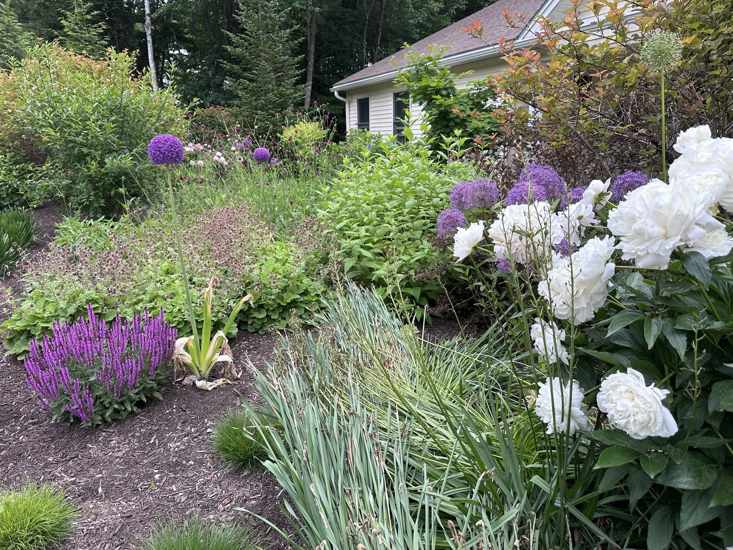 A lovely example of a flourishing garden design at a Topsham client site