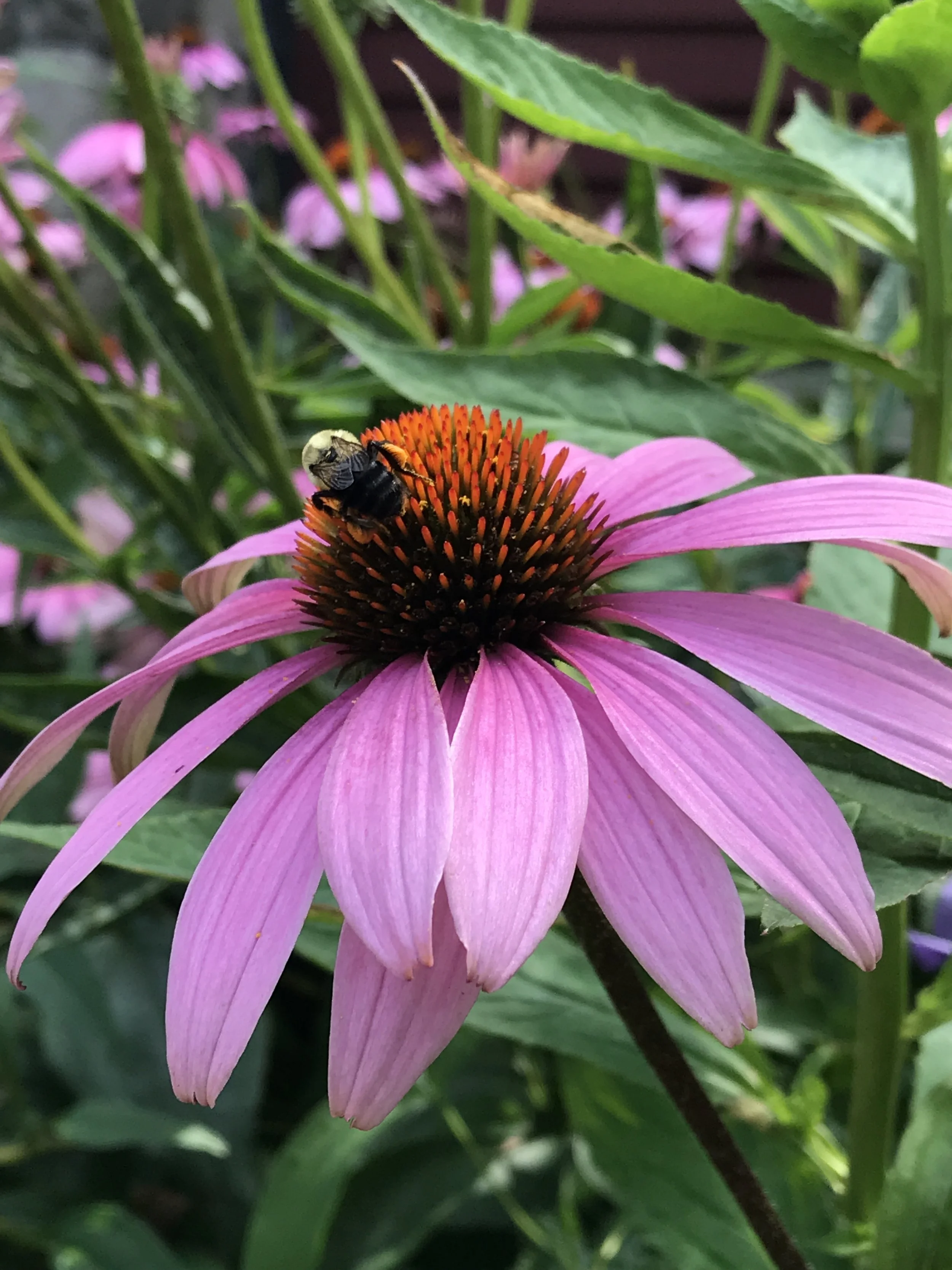 Bee on Echinacea