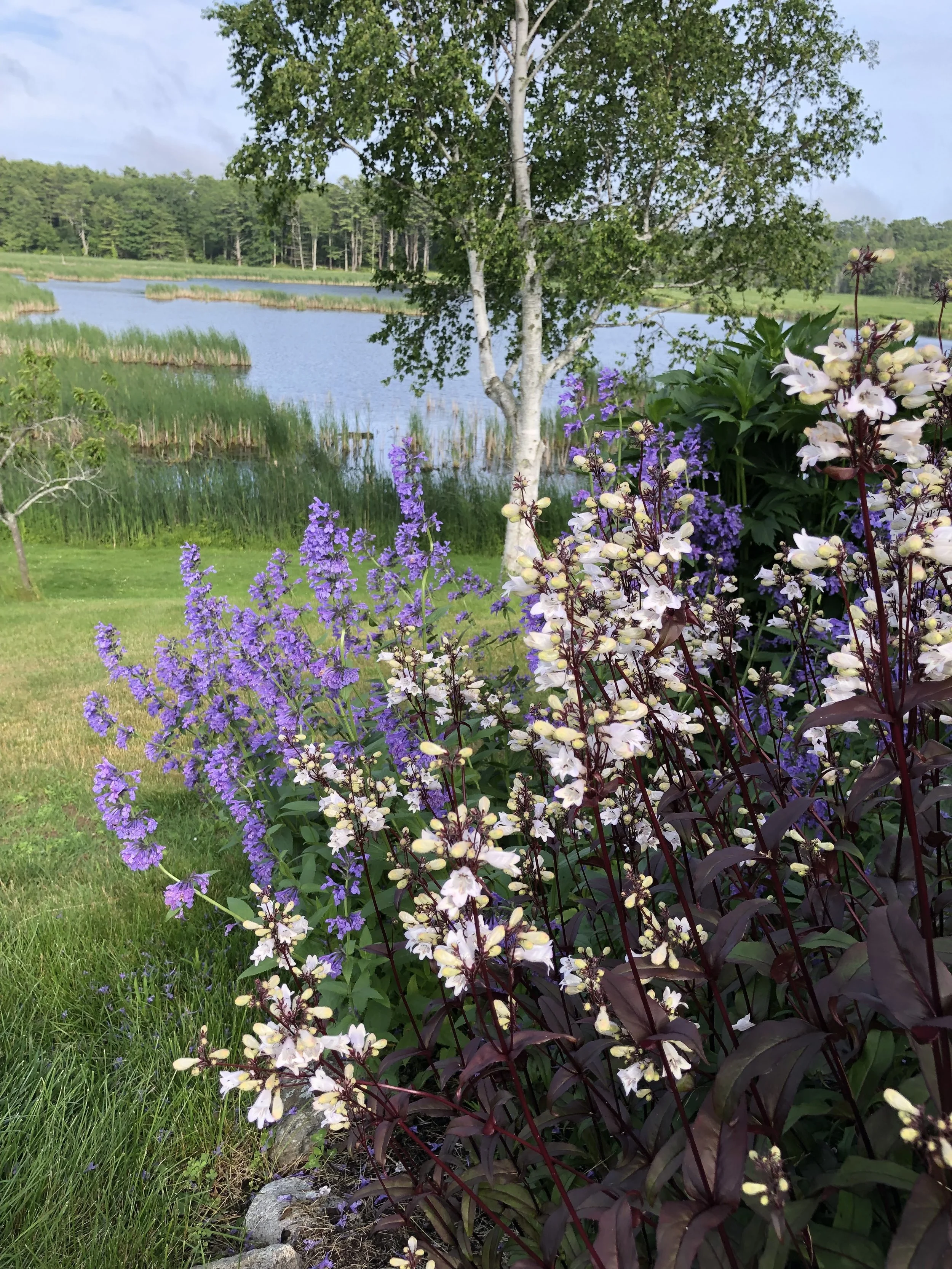 How delightful is this combination of a native plant, Penstemon digitalis 'Husker's Red' with a Giant Catmint, Nepeta (Japanese variety that is 3'-5' tall), a shrub Clematis and a shrub Rhus typhina 'Bailtiger' (Sumac)?!