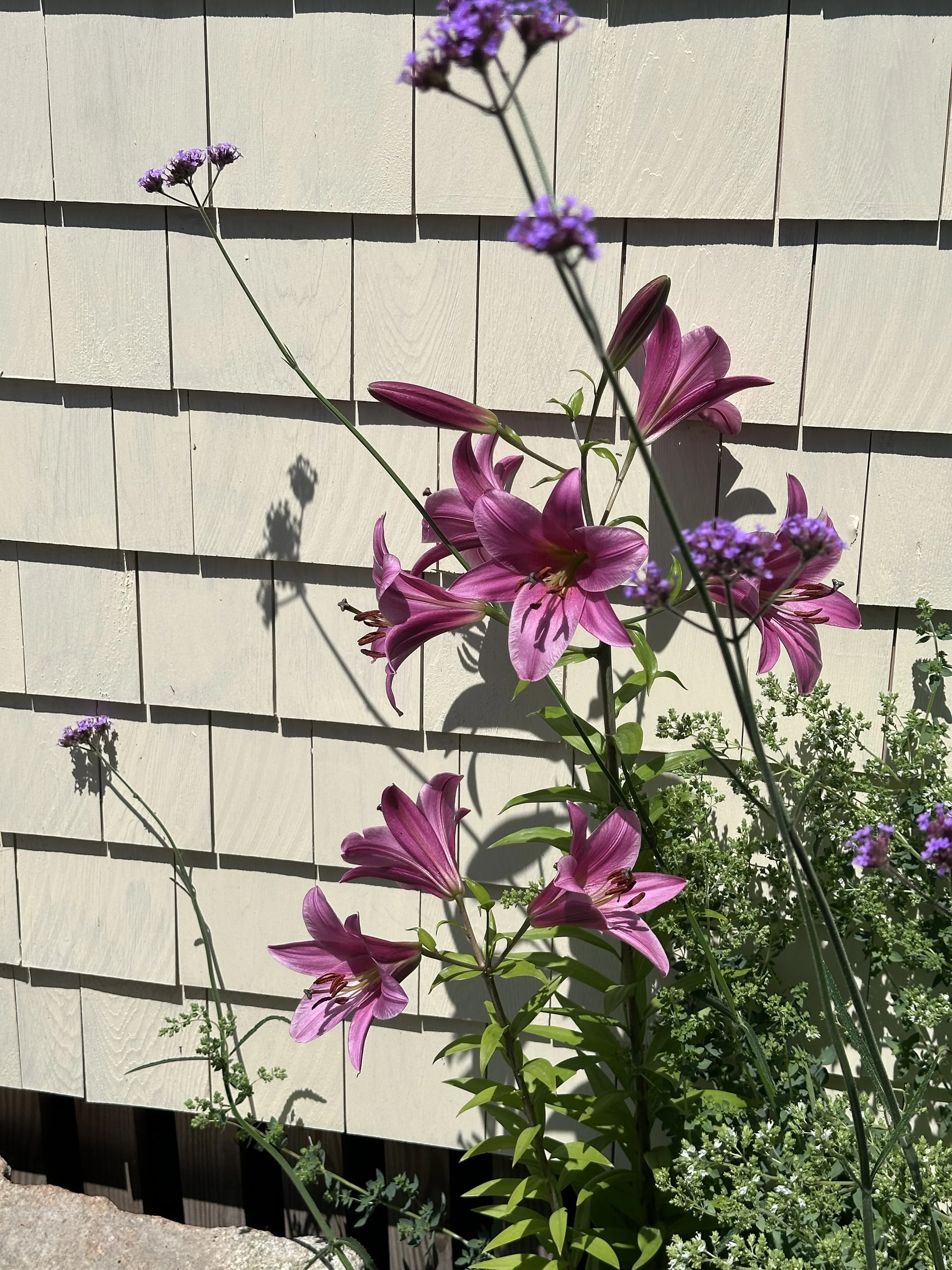Delicious Tree Lily and Verbena bonariensis