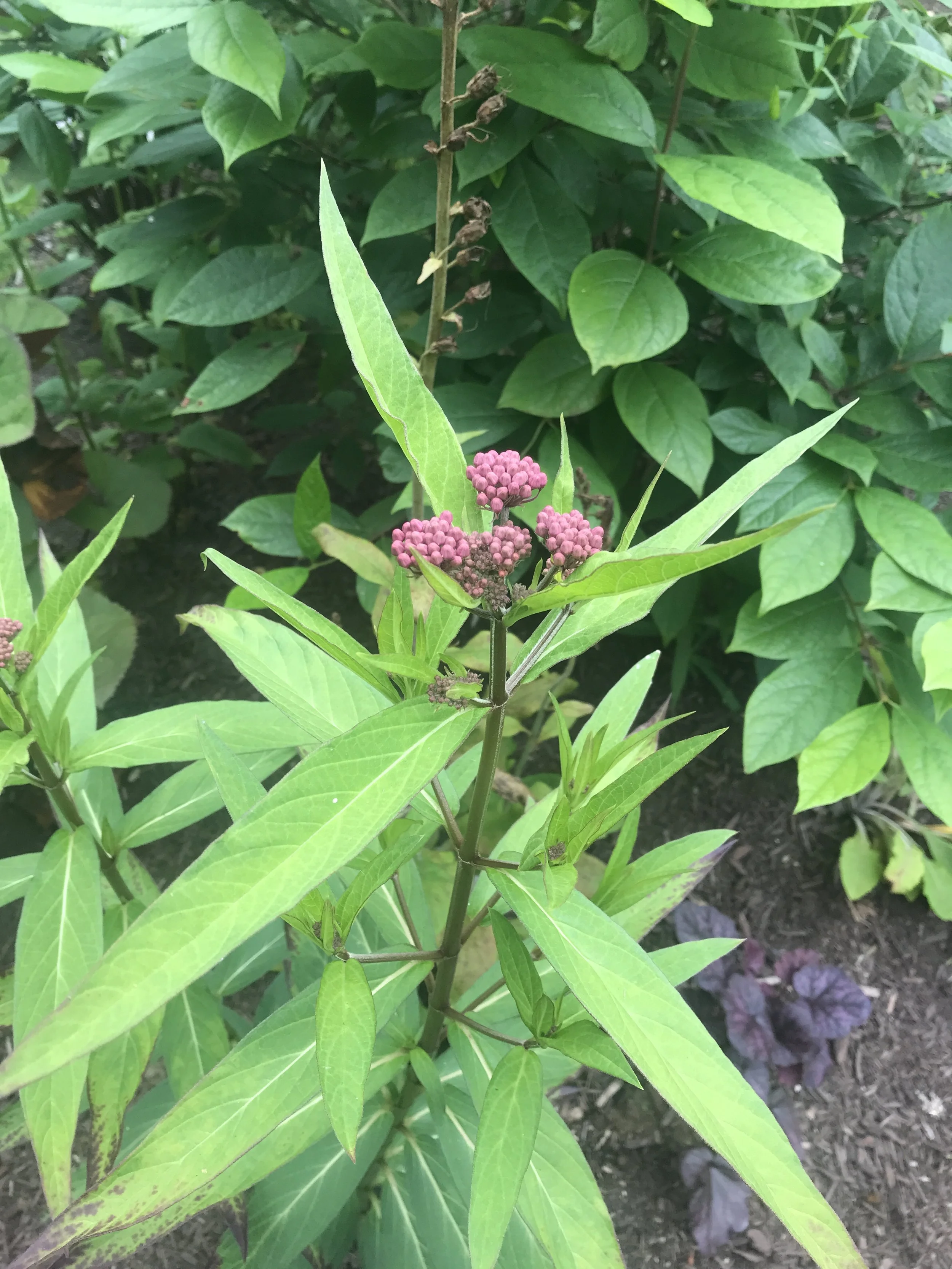 We Love Milkweeds!