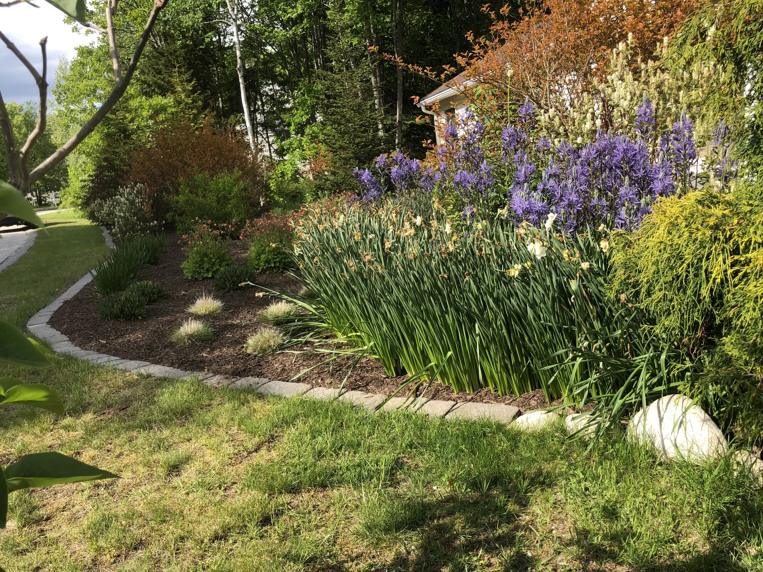 Topsham new installation doing very well with Sam's stone edging