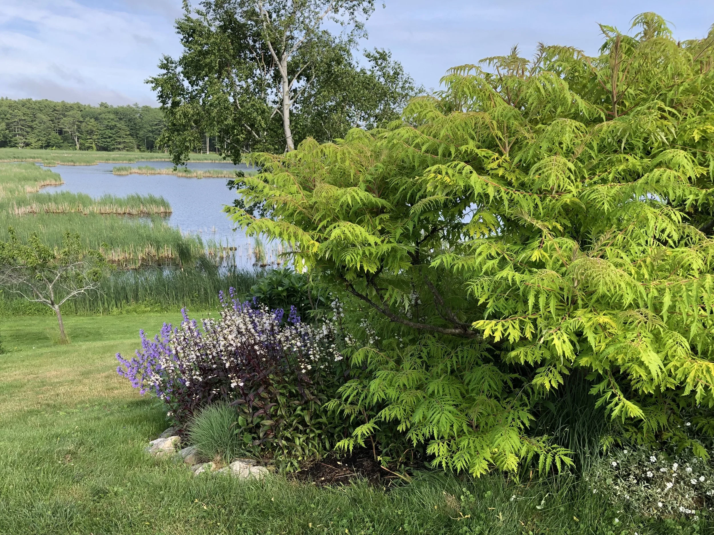 How delightful is this combination of a native plant, Penstemon digitalis 'Husker's Red' with a Giant Catmint, Nepeta (Japanese variety that is 3'-5' tall), a shrub Clematis and a shrub Rhus typhina 'Bailtiger' (Sumac)?!