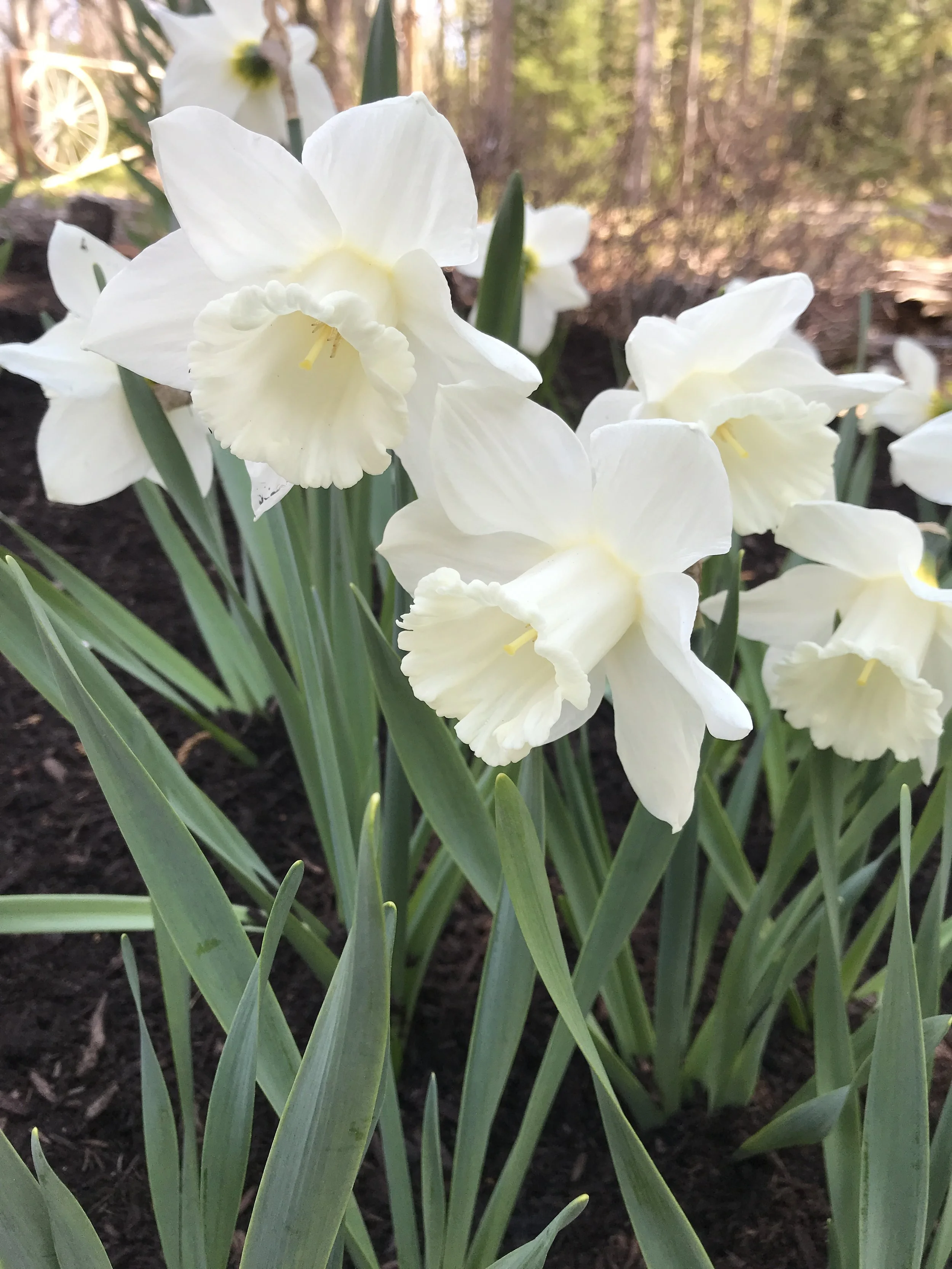 Mt. Hood Daffies