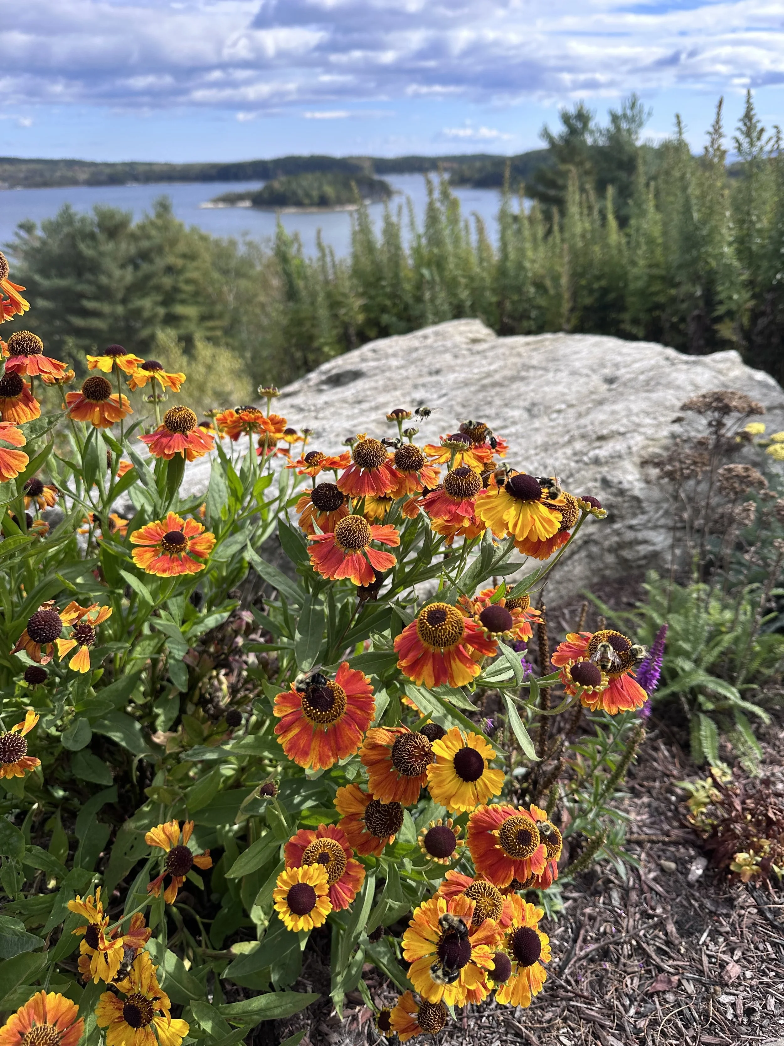 Helenium autumnale or Sneezeweed