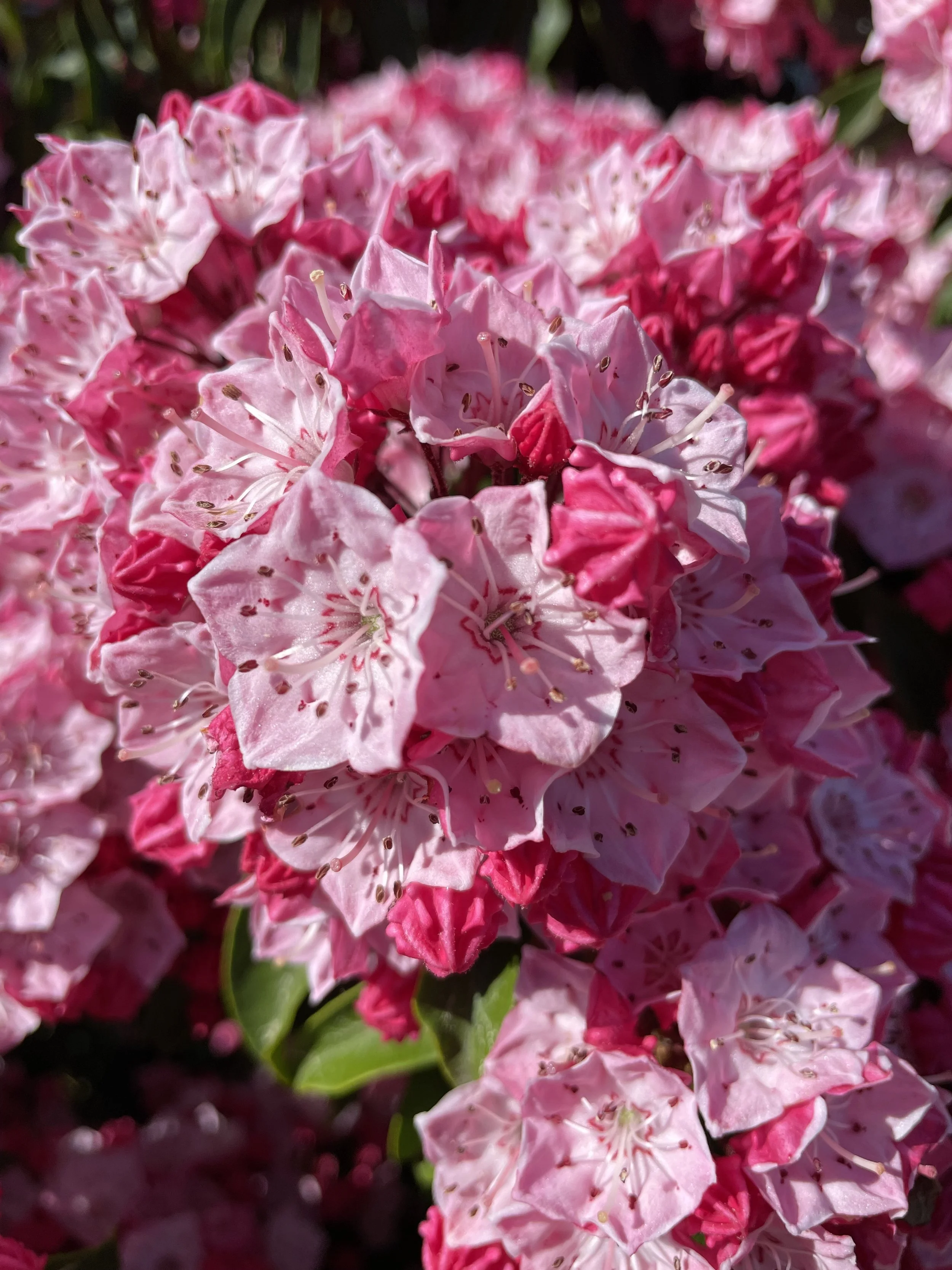 Kalmia (Mt. Laurel)