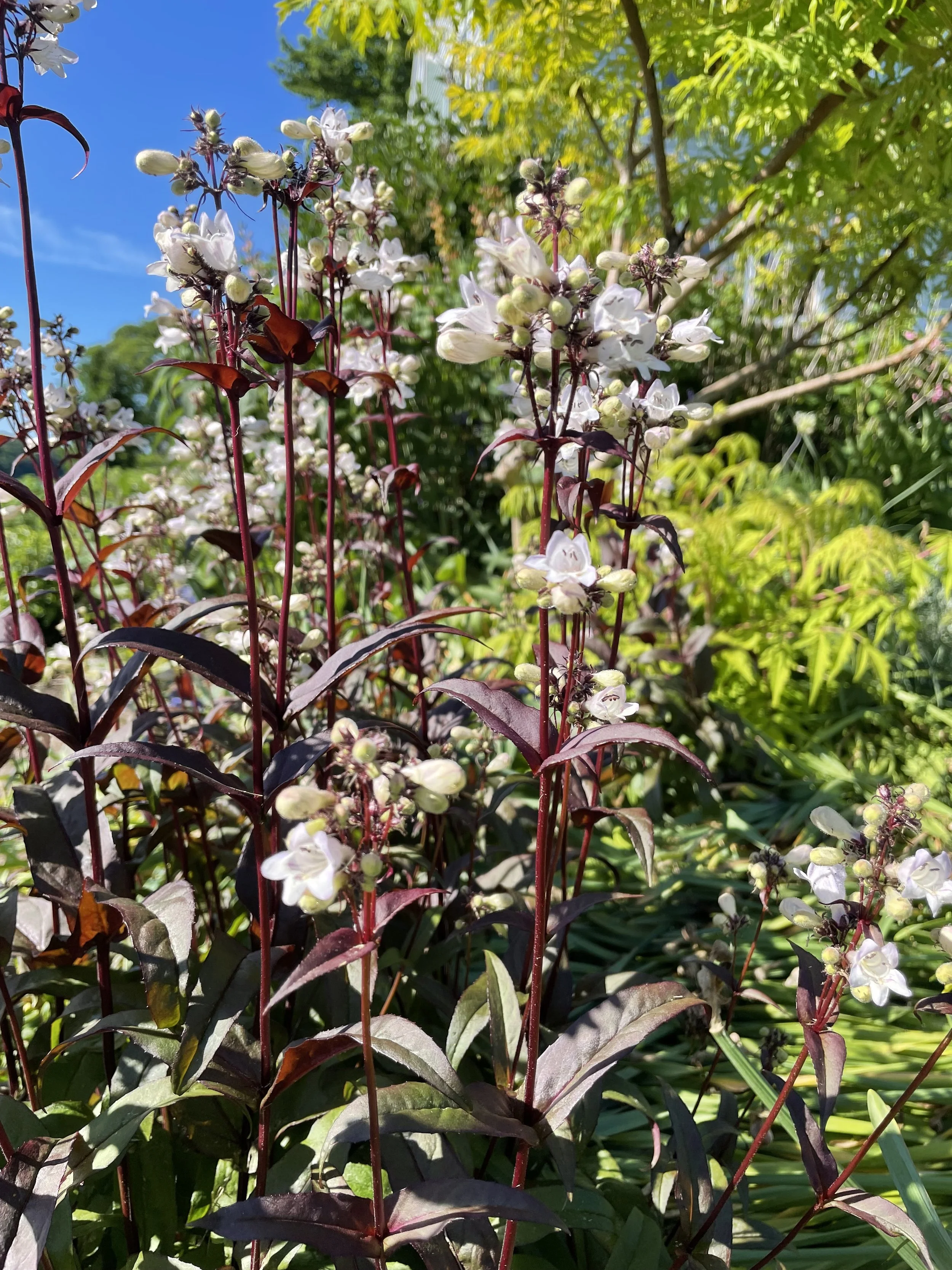 Husker's Red Penstemon